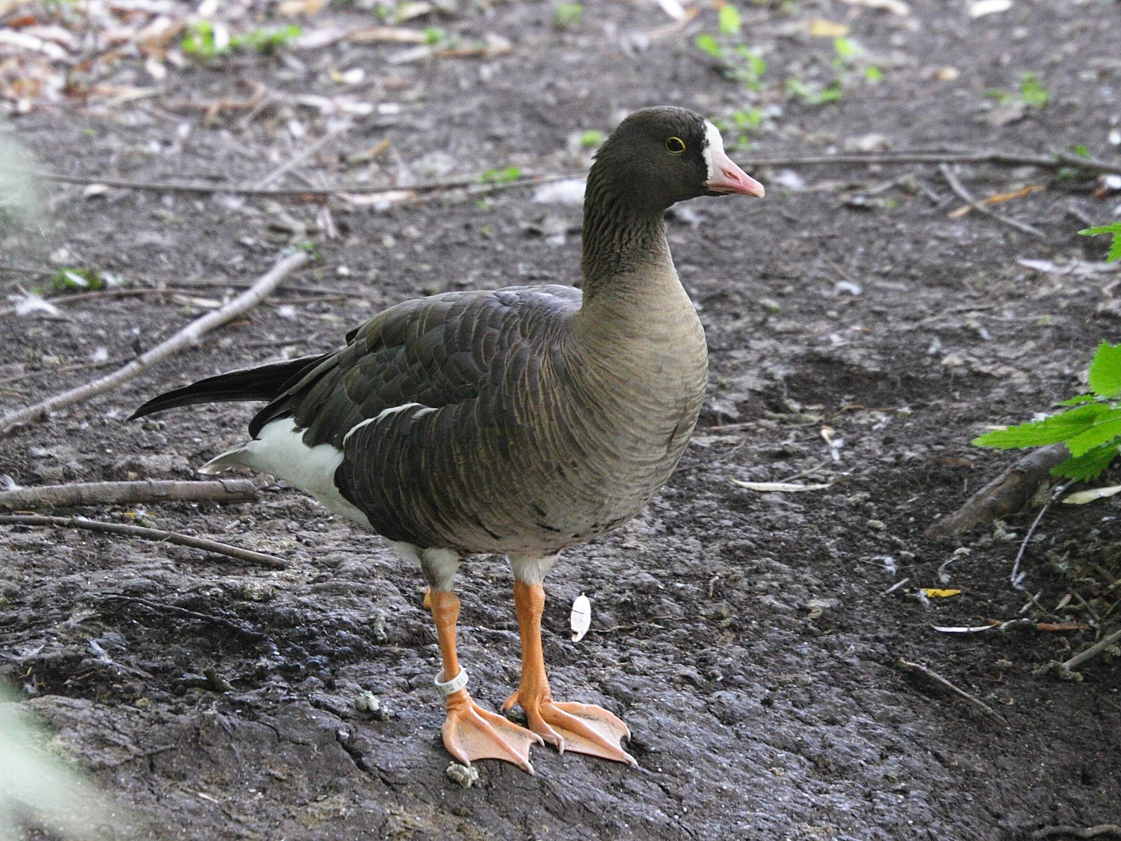 oie_rieuse_-_anser_albifrons1md