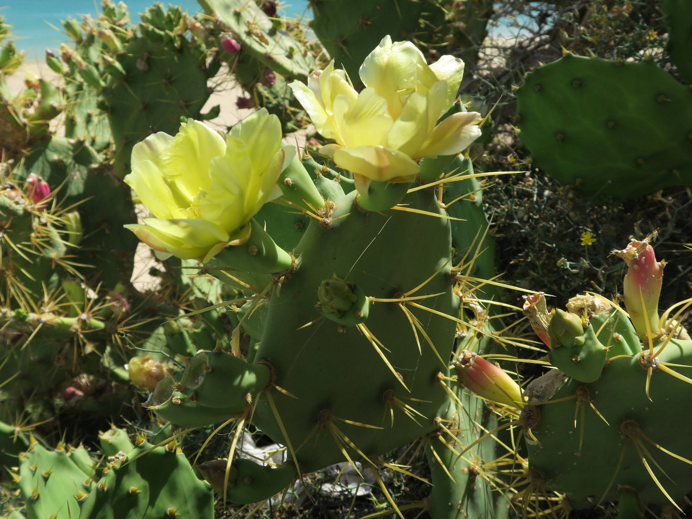 opuntia_dillenii3md