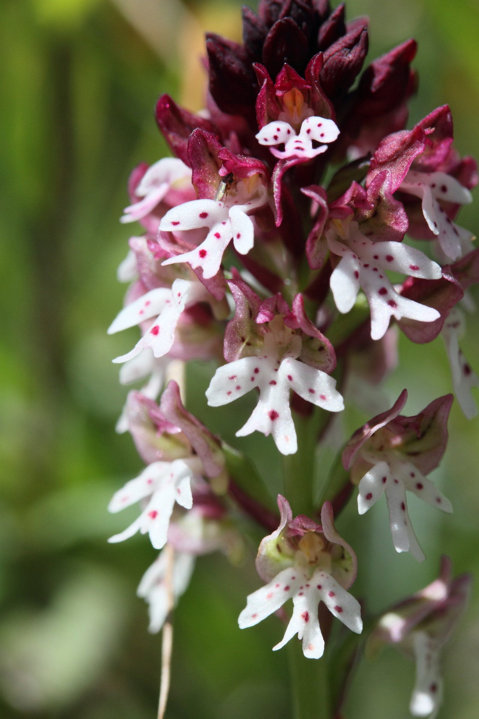 Afficher le média orchis_ustulata4md orchis_ustulata4md