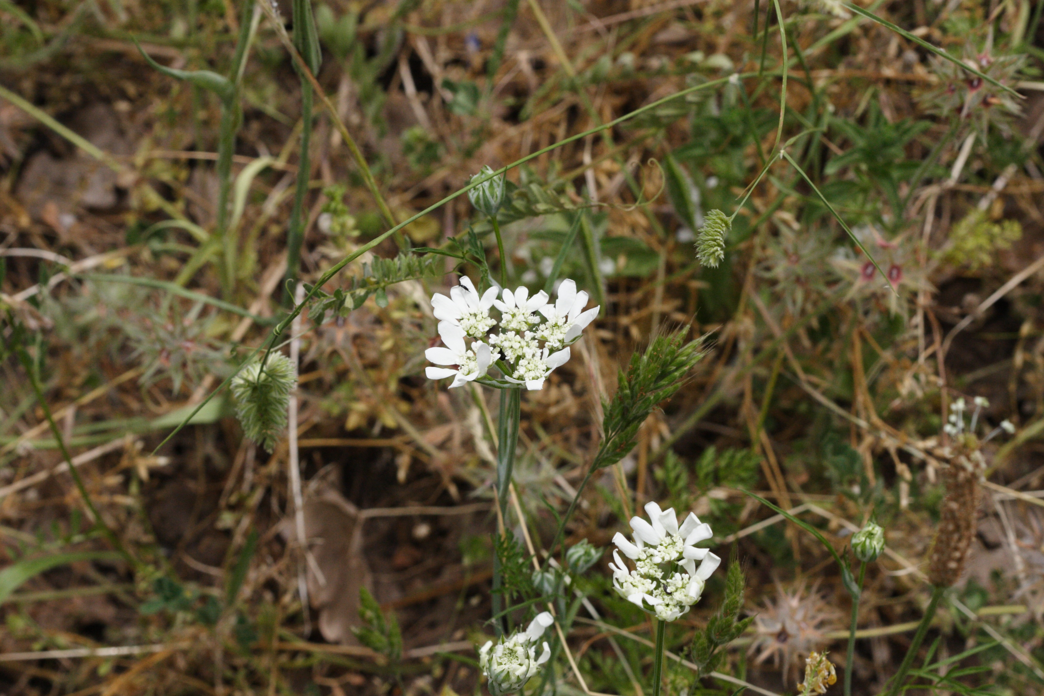 Afficher le média orlaya_grandiflora2md orlaya_grandiflora2md