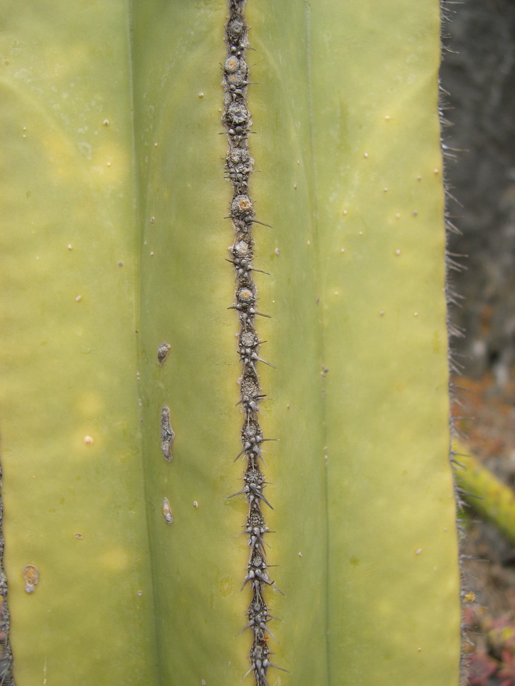 Pachycereus_marginatus