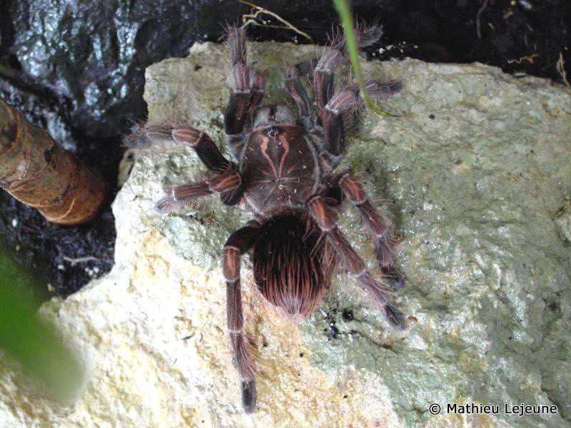 panphobeteus_platyomma2ml