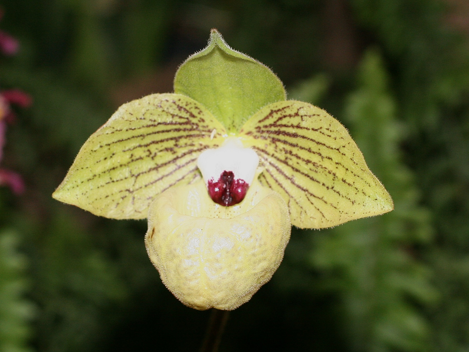 Afficher le média paphiopedilum_malipoense2amd paphiopedilum_malipoense2amd