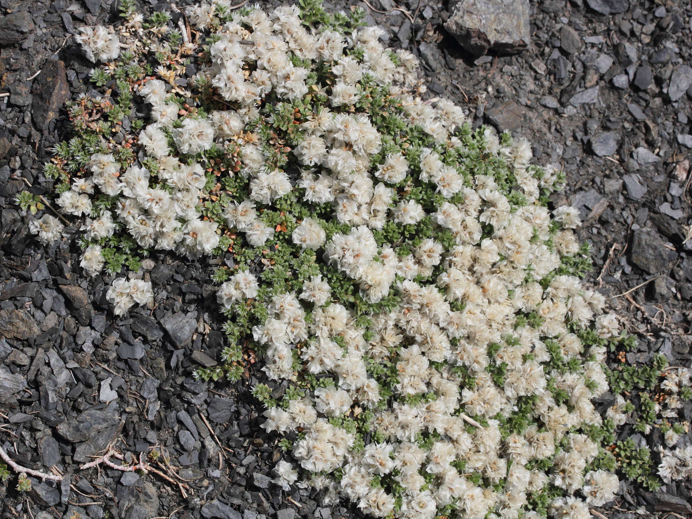 paronychia_kapela1md