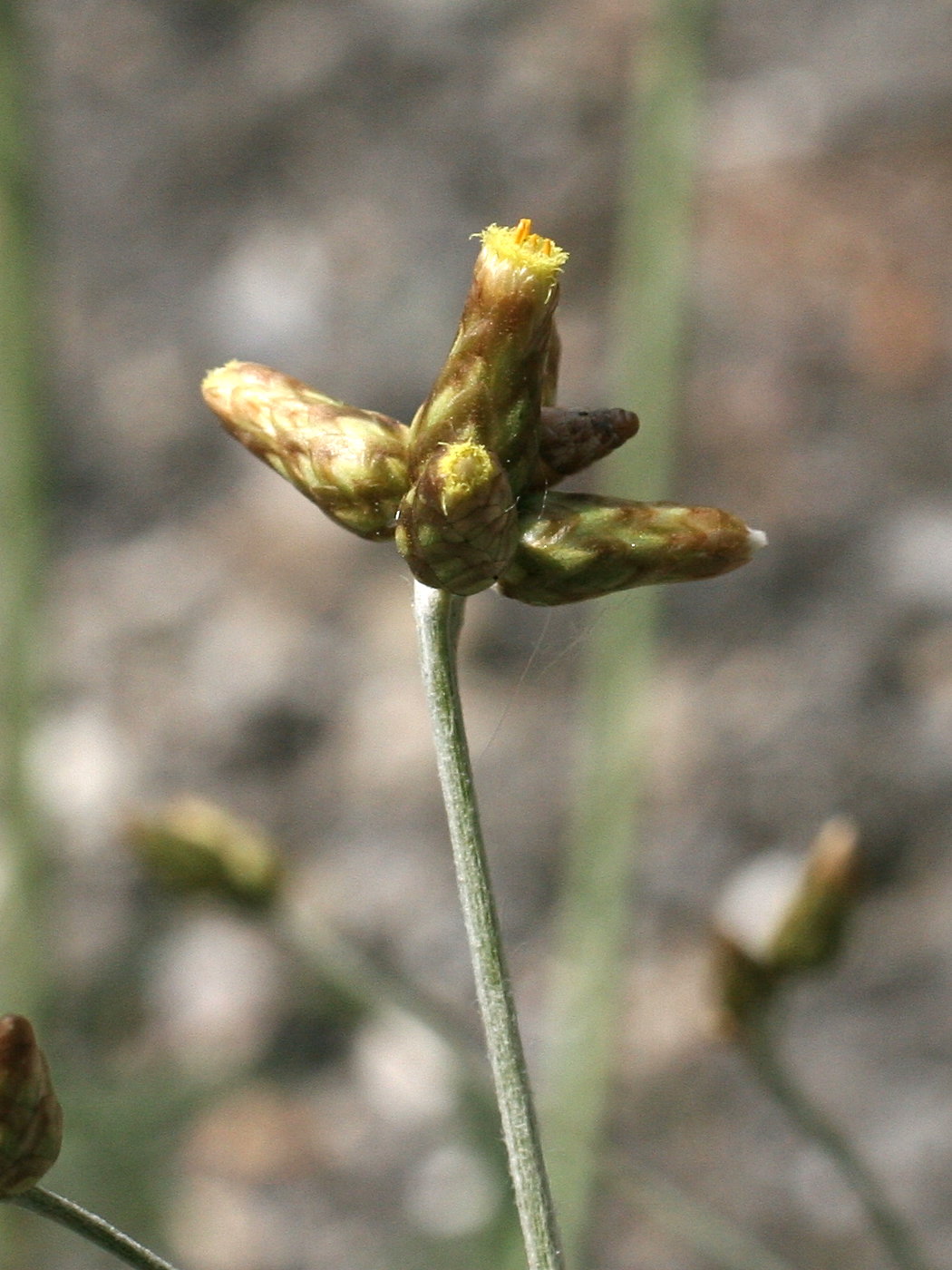 phagnalon_sordidum2md