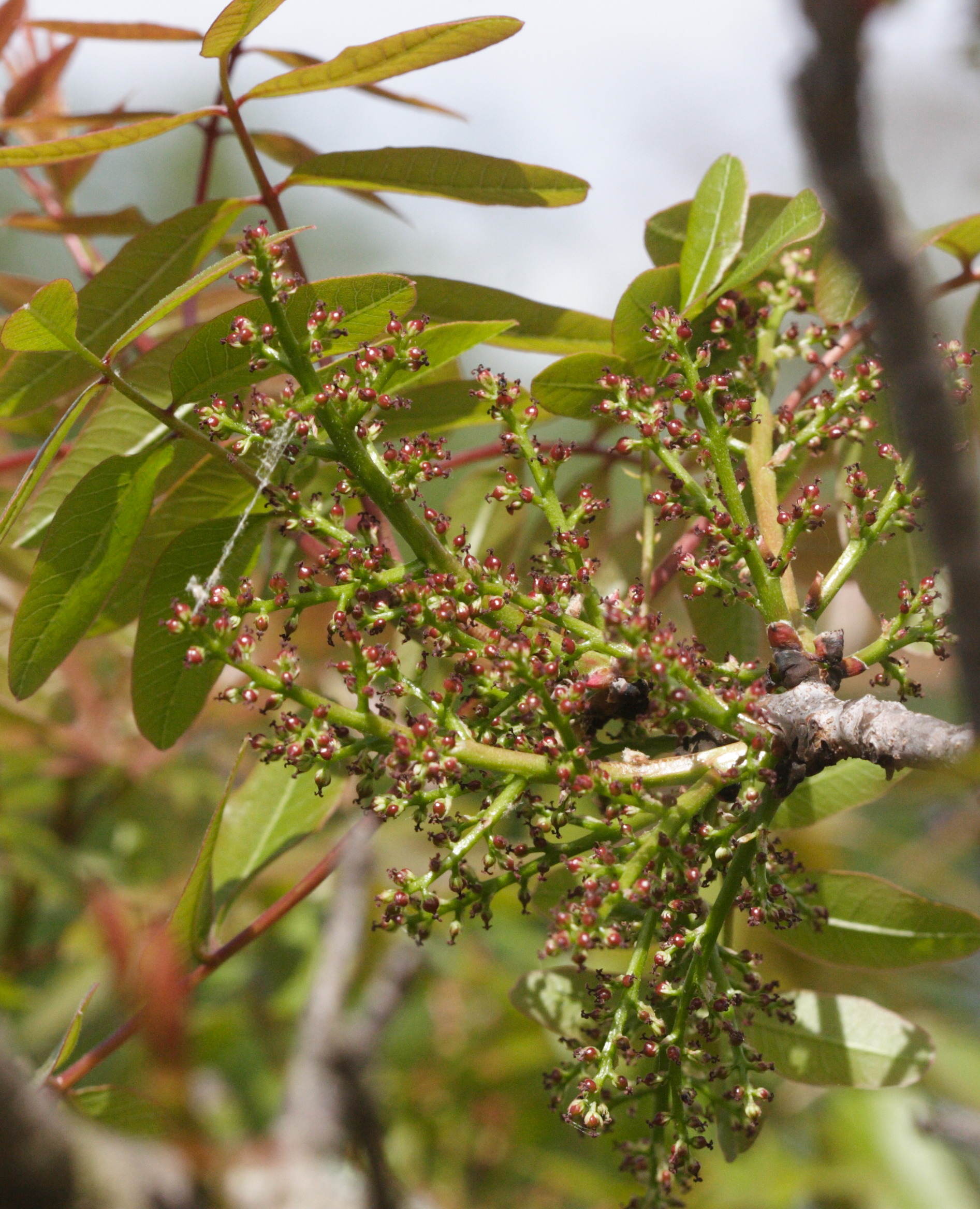 Afficher le média pistacia_terebinthus3md pistacia_terebinthus3md