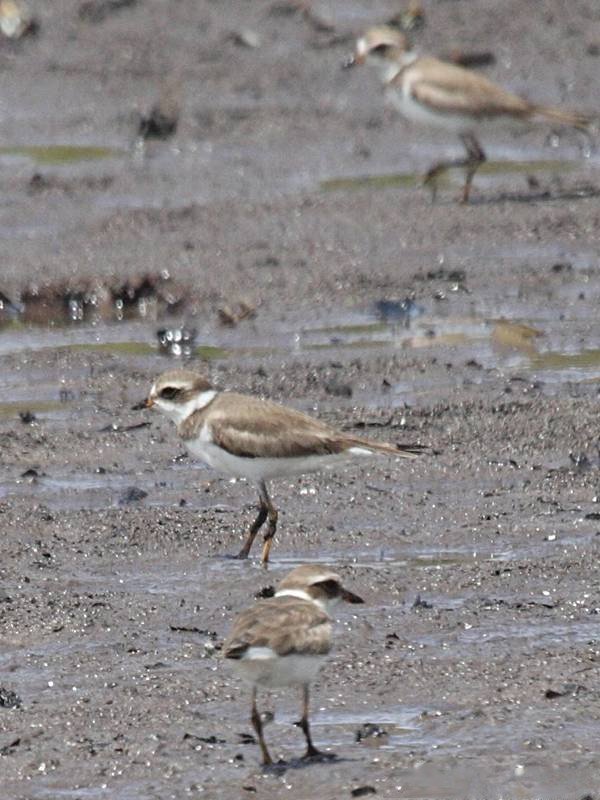 pluvier_siffleur_-_charadrius_melodus2bd