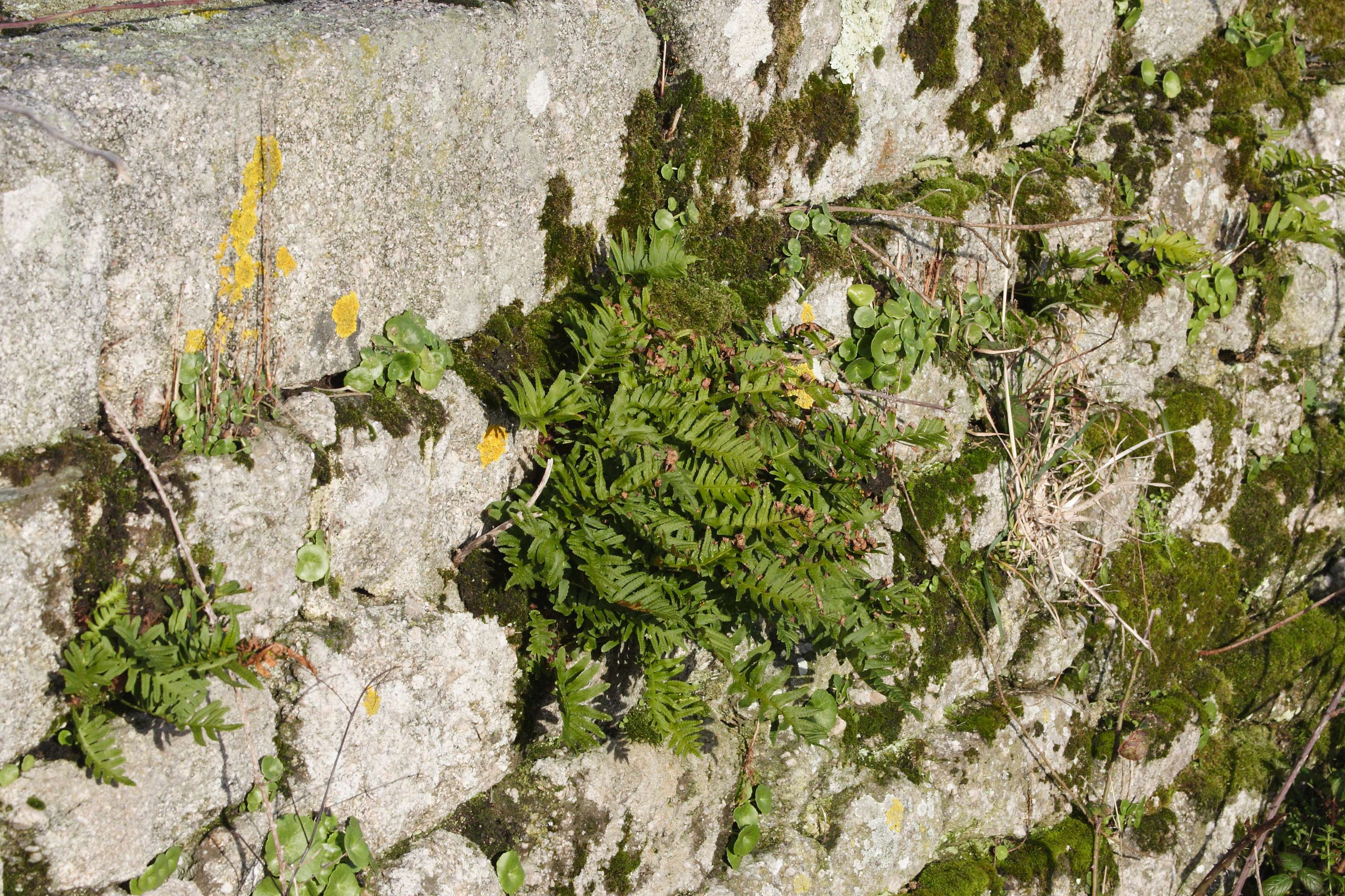 Afficher le média polypodium_vulgare2md polypodium_vulgare2md