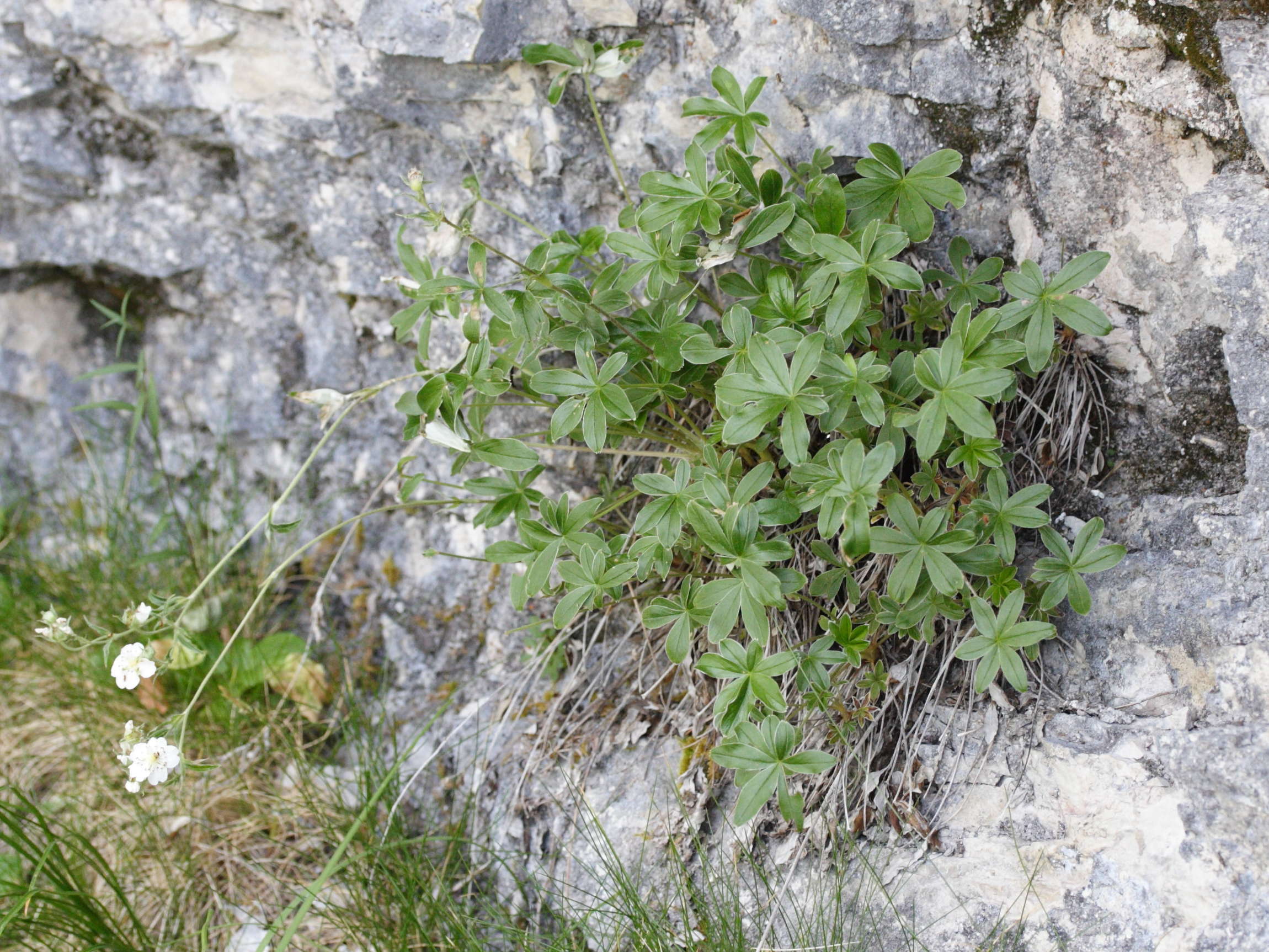 potentilla_alchimilloides3md