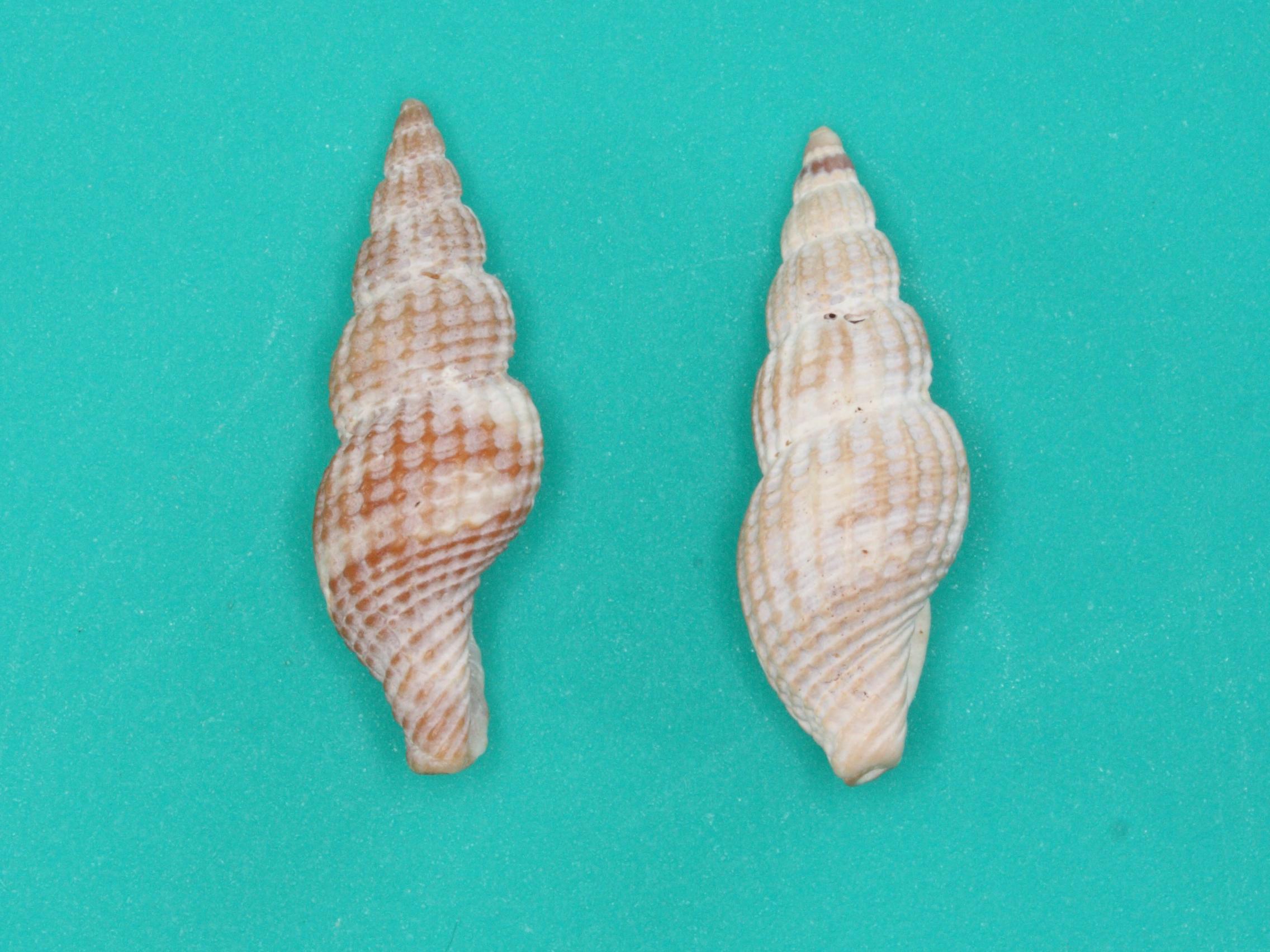 raphitoma_purpurea2md