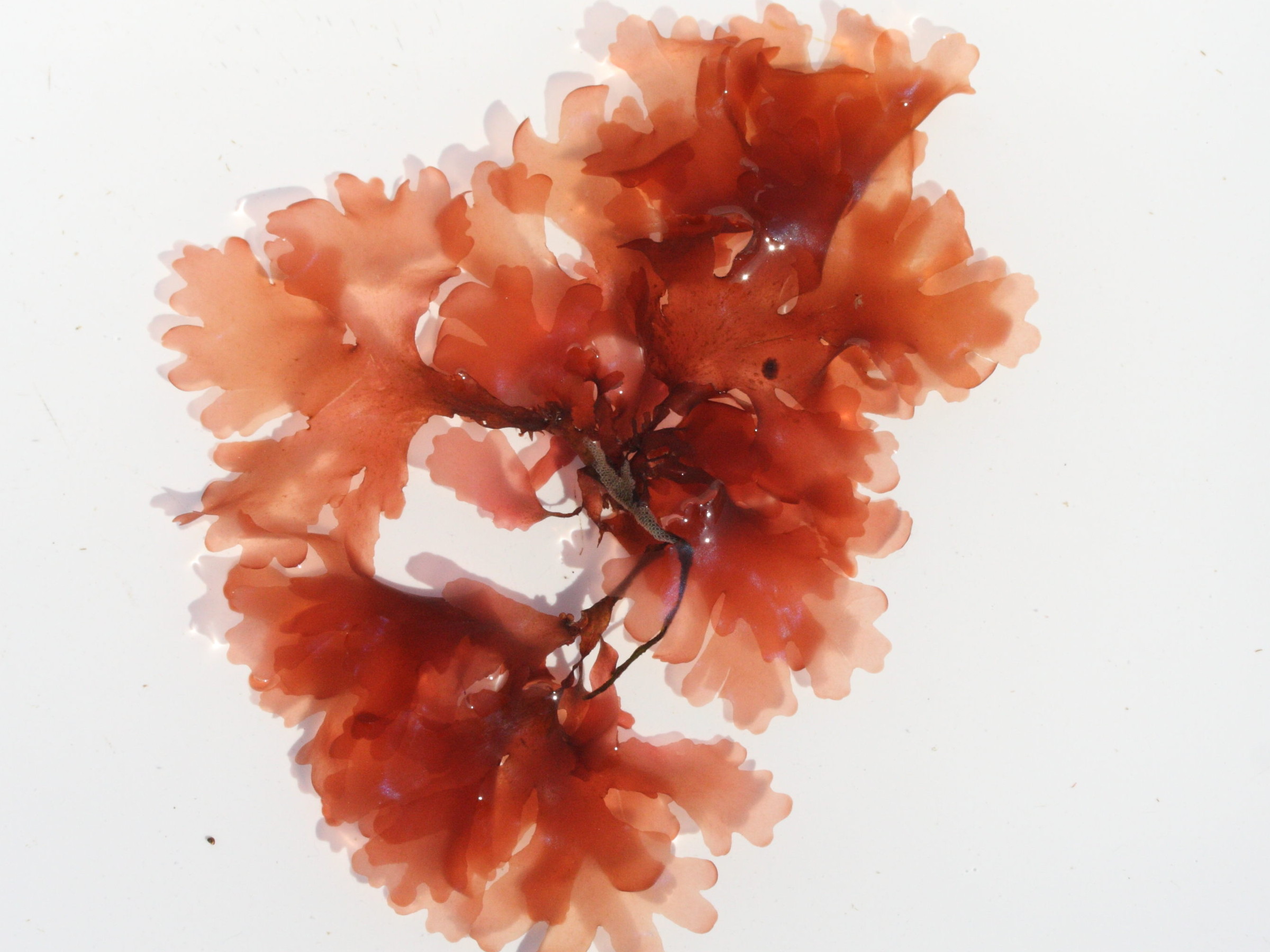 Afficher le média rhodophyllis_divaricata1md rhodophyllis_divaricata1md