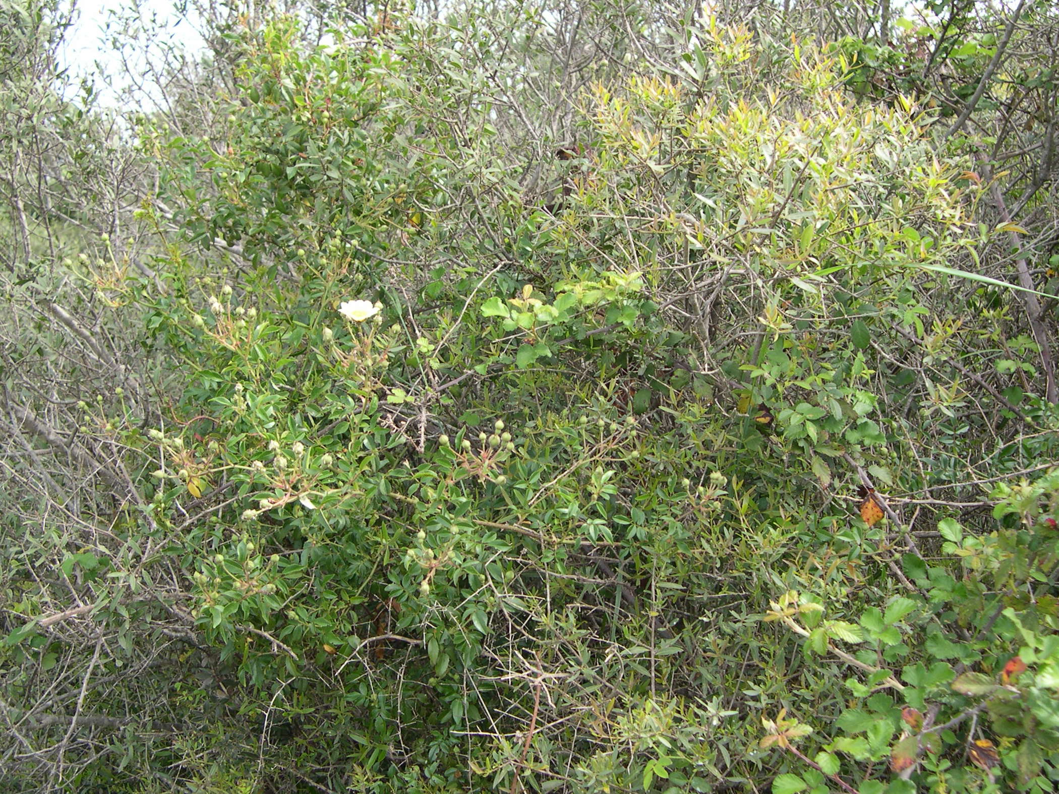 rosa_sempervirens4md