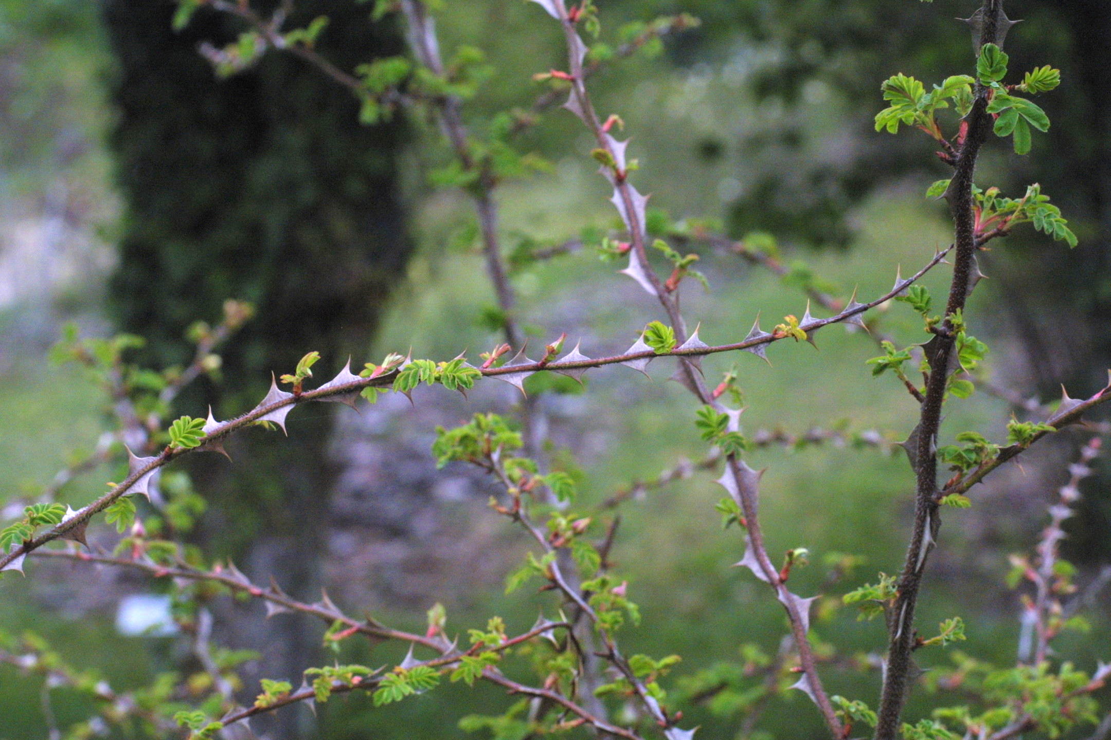 rosa_sericea_omaiensis1md