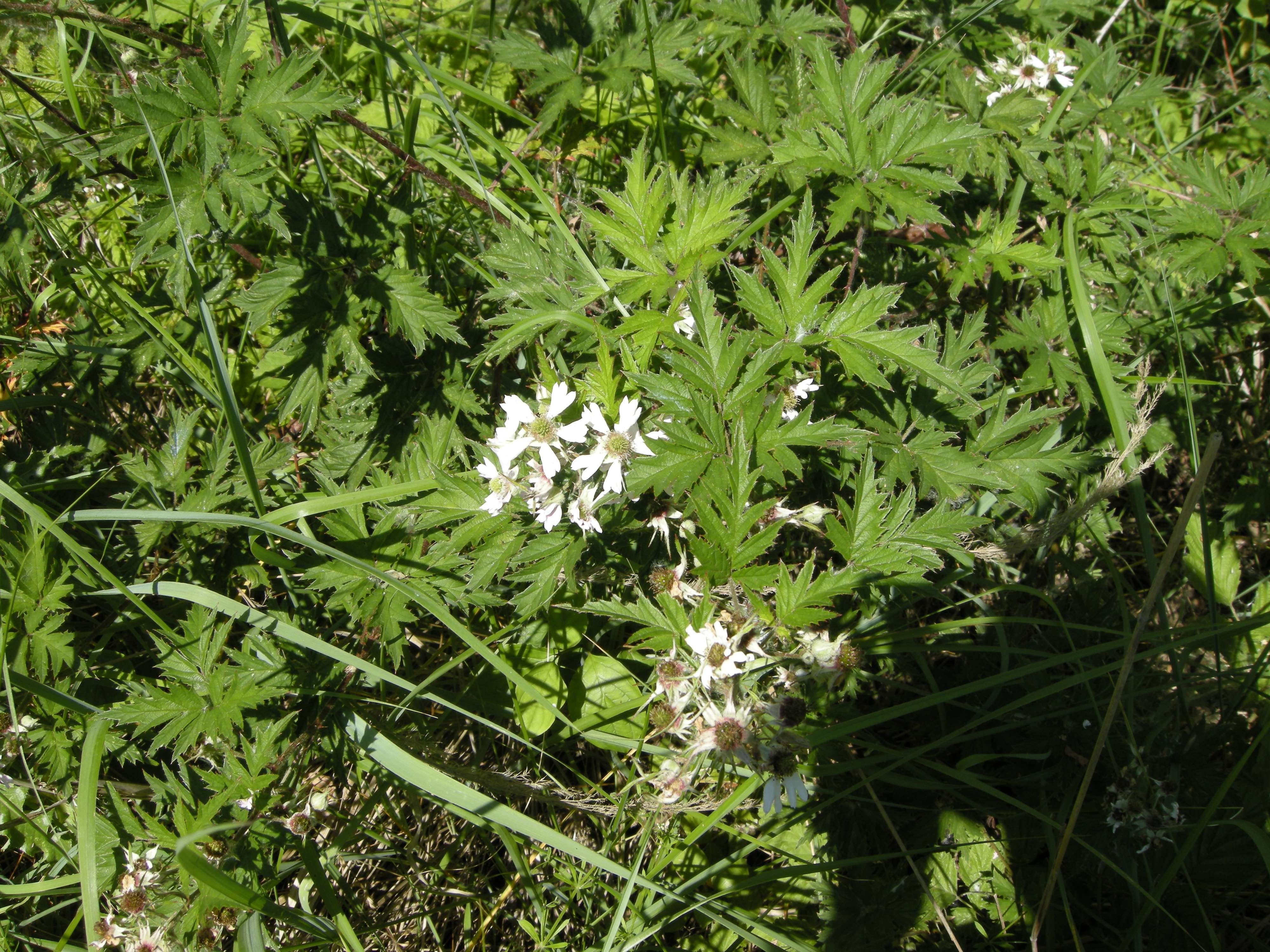 Rubus_laciniatus