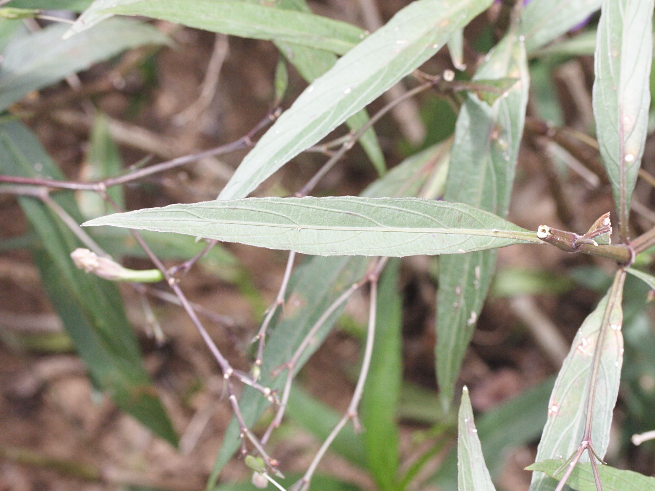 ruellia_tweediana4md