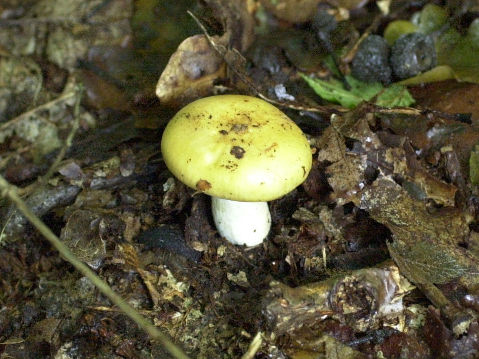 Afficher le média russula_ochroleuca3bd russula_ochroleuca3bd