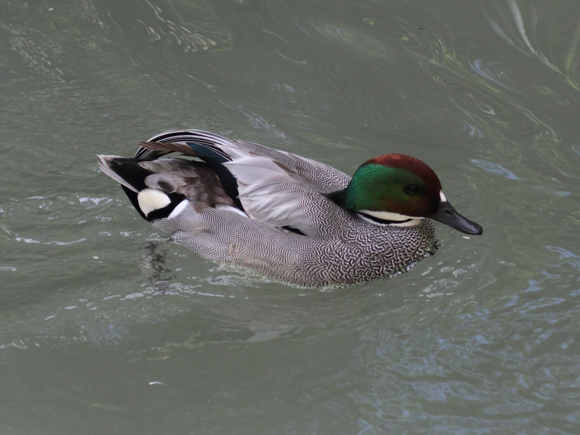 sarcelle_a_faucille_-_anas_falcata1bd