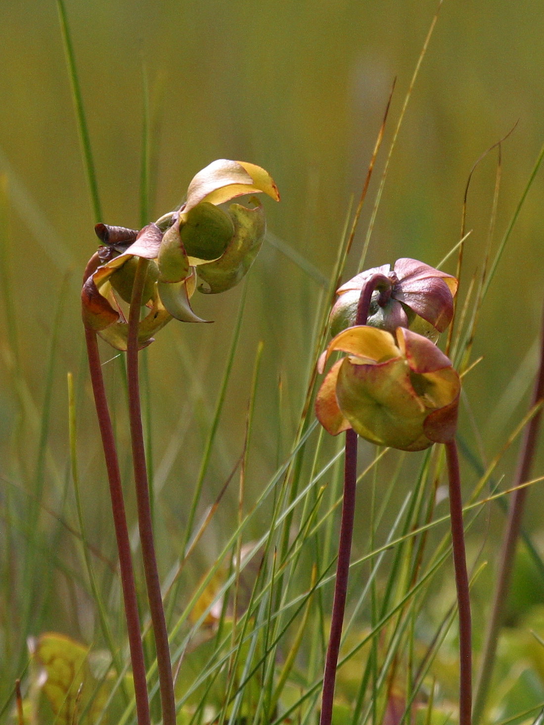 Afficher le média Sarracenia_purpurea Sarracenia_purpurea