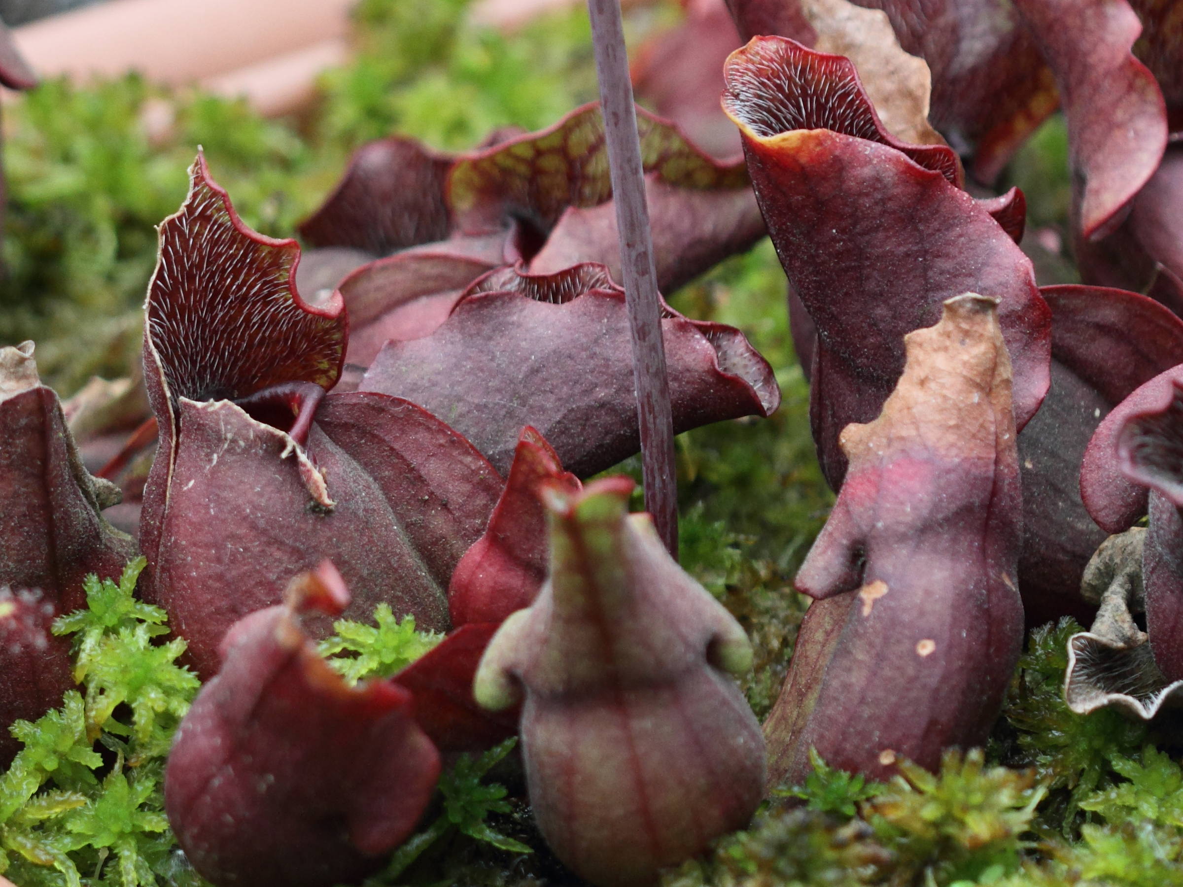 Afficher le média Sarracenia_purpurea Sarracenia_purpurea