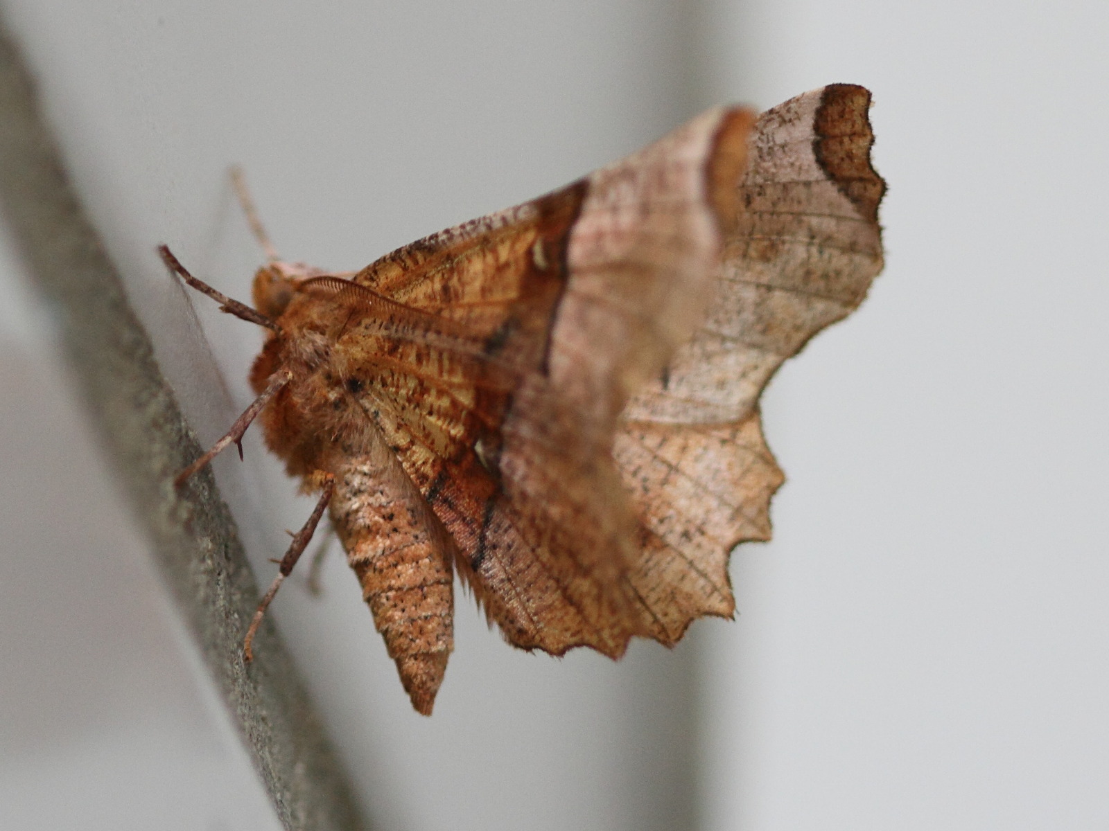 Selenia_lunaria