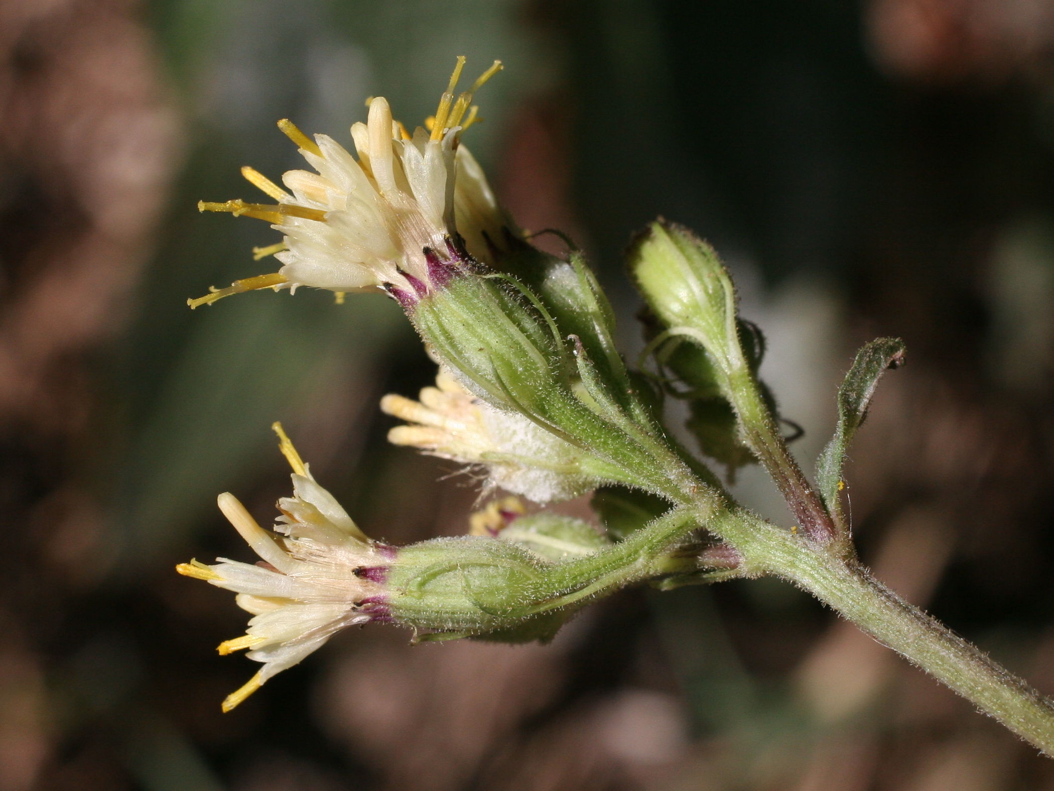 senecio_cacaliaster2md