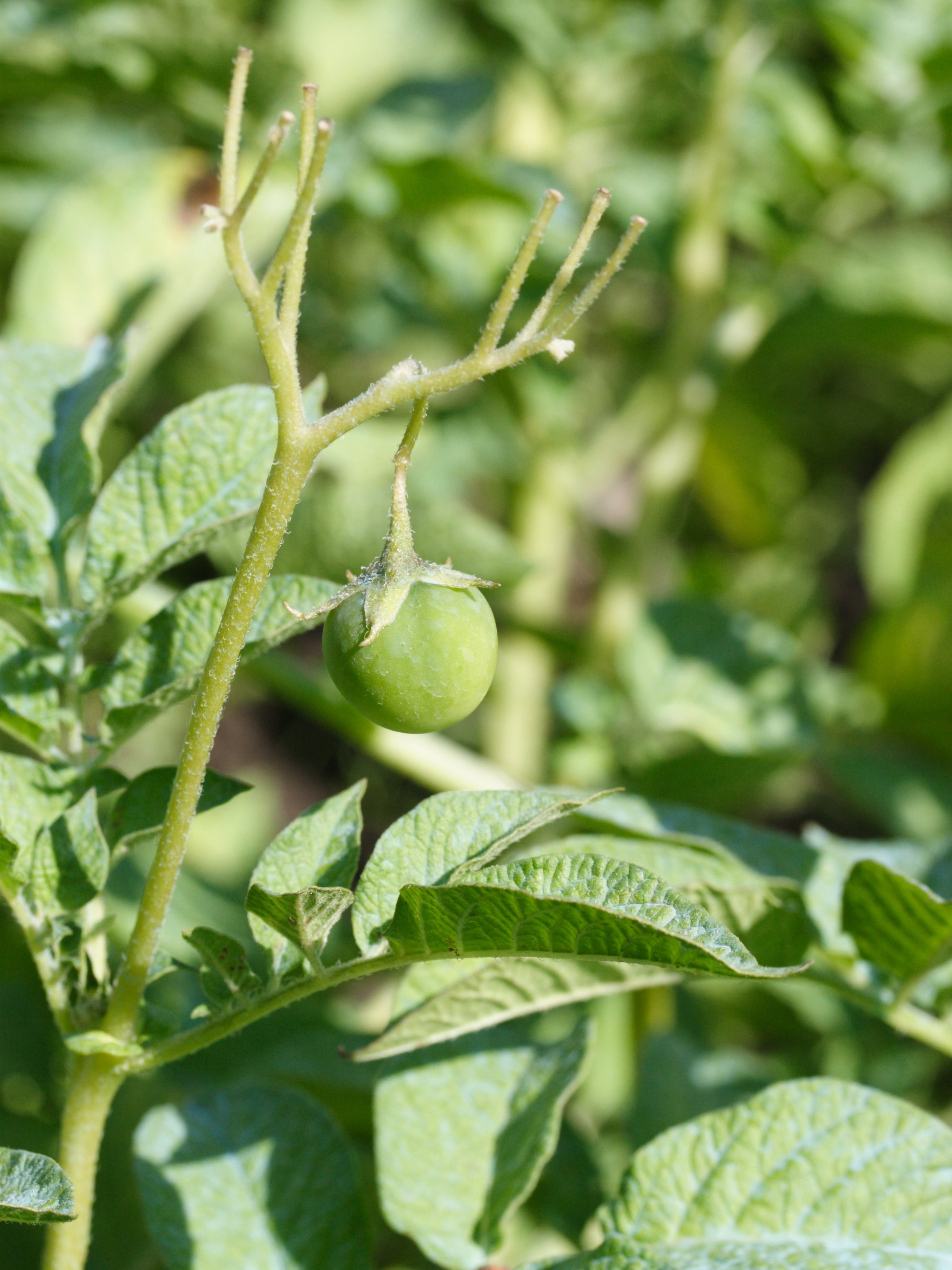 solanum_tuberosum5md