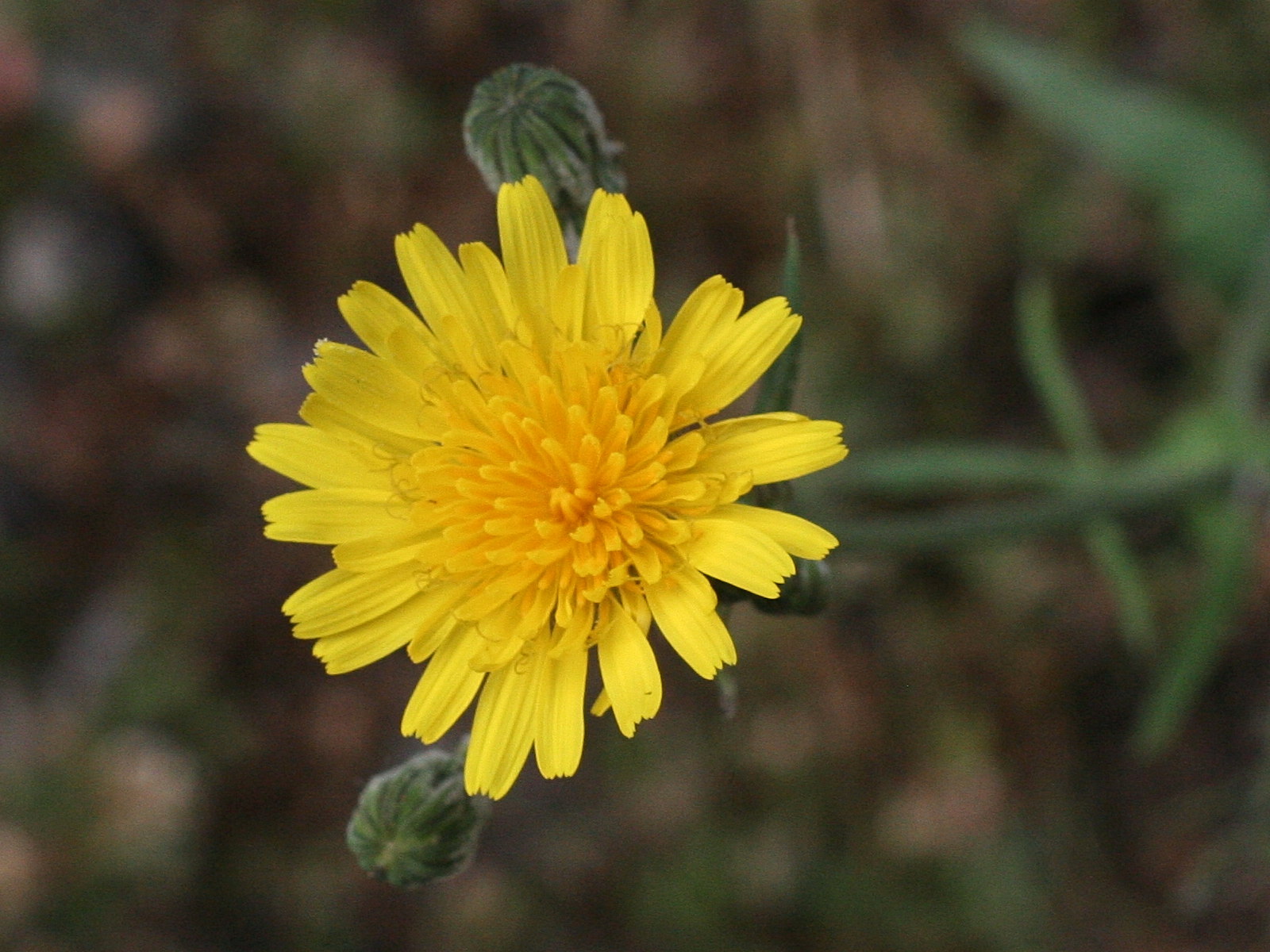sonchus_tenerrimus3md