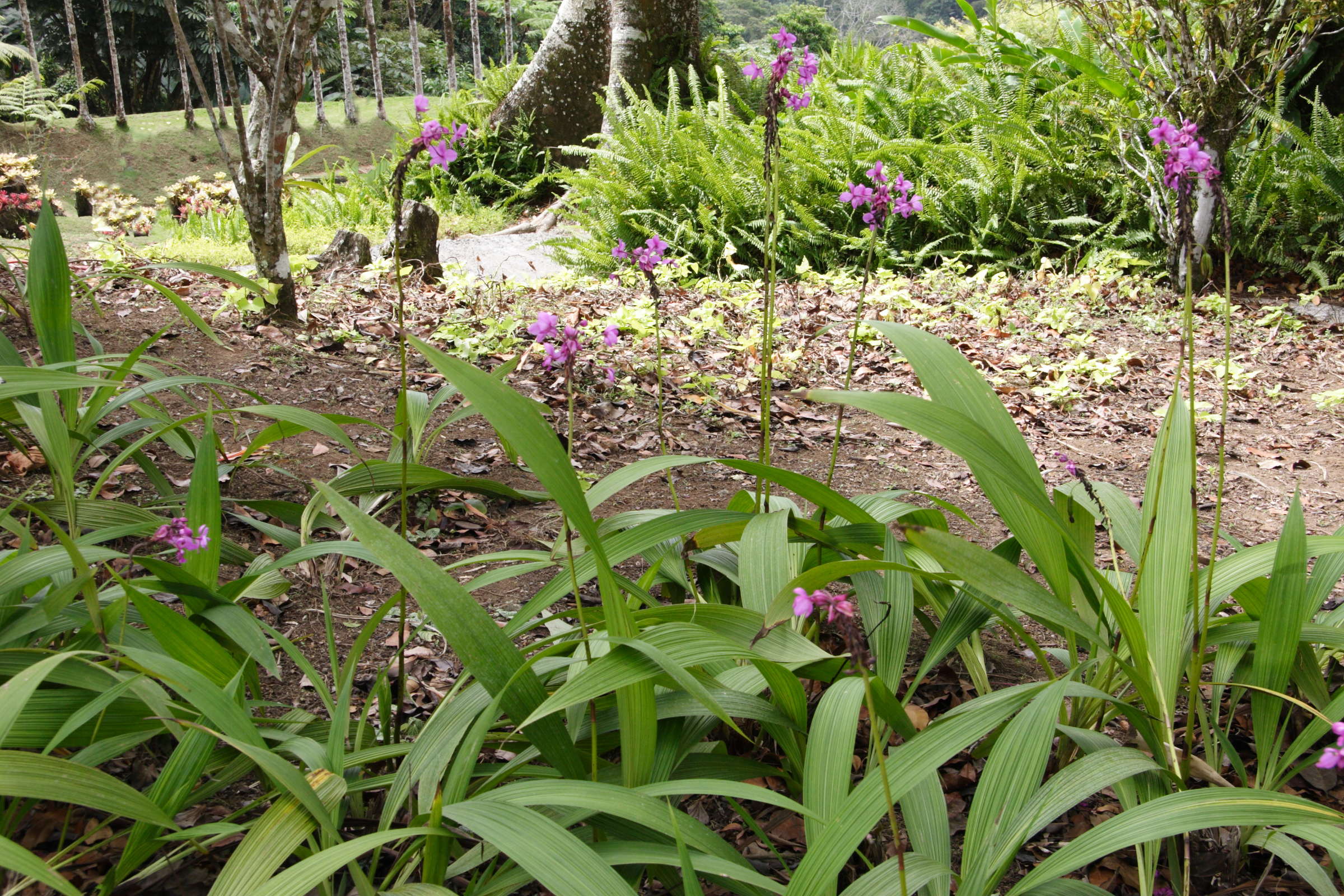 Afficher le média spathoglottis_plicata1md spathoglottis_plicata1md