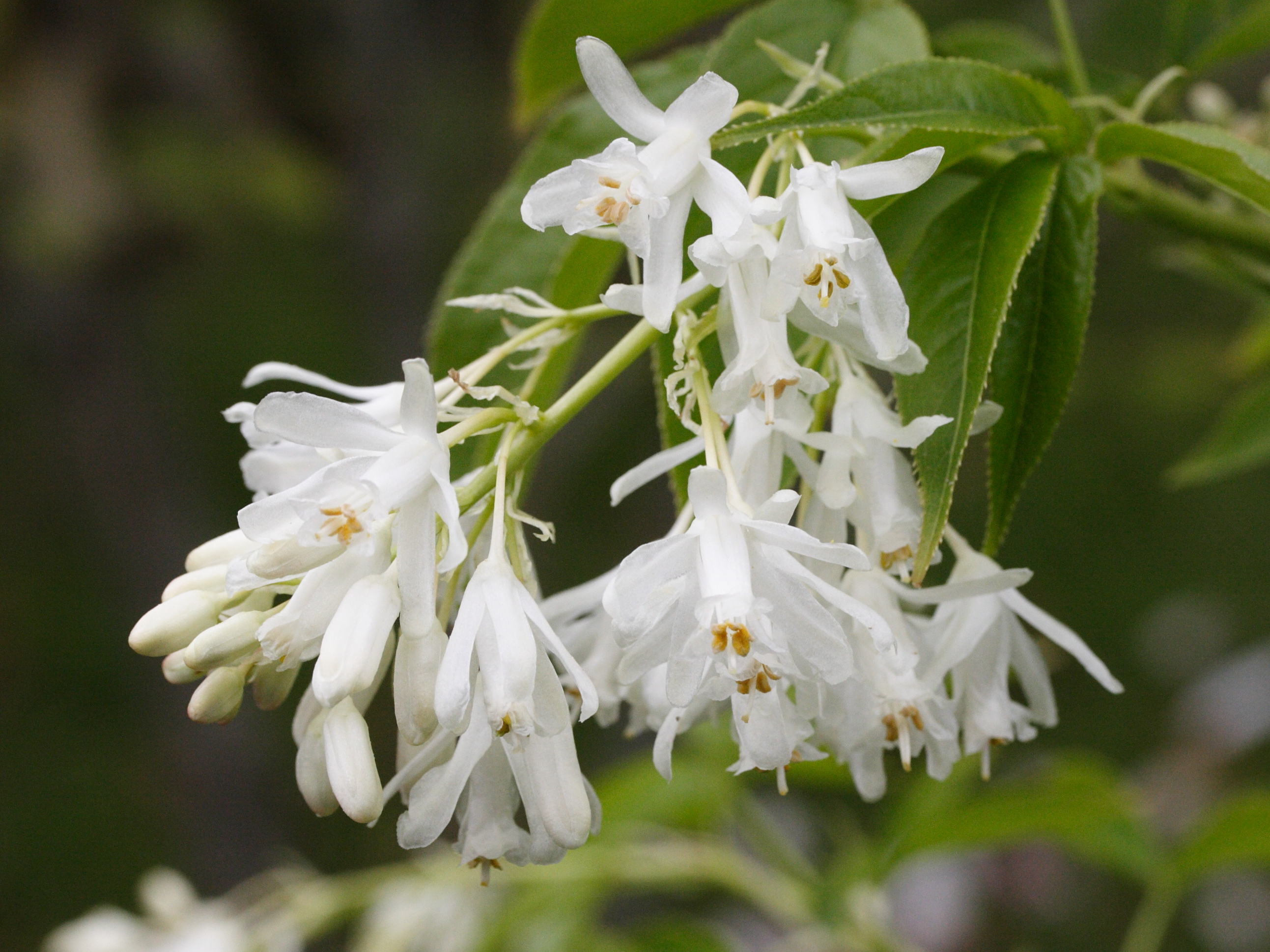 staphylea_colchica2md