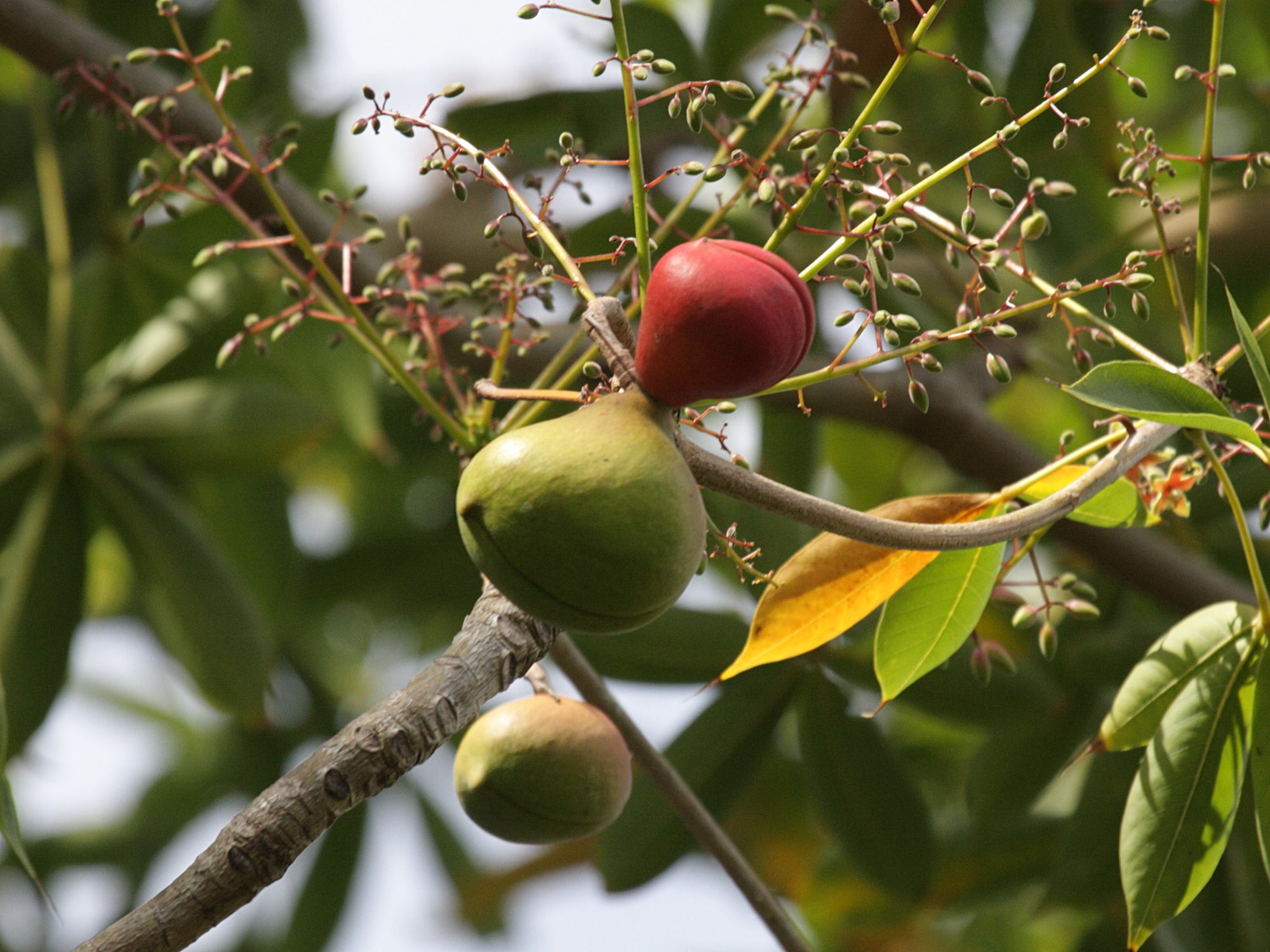 Afficher le média sterculia_foetida3bd sterculia_foetida3bd