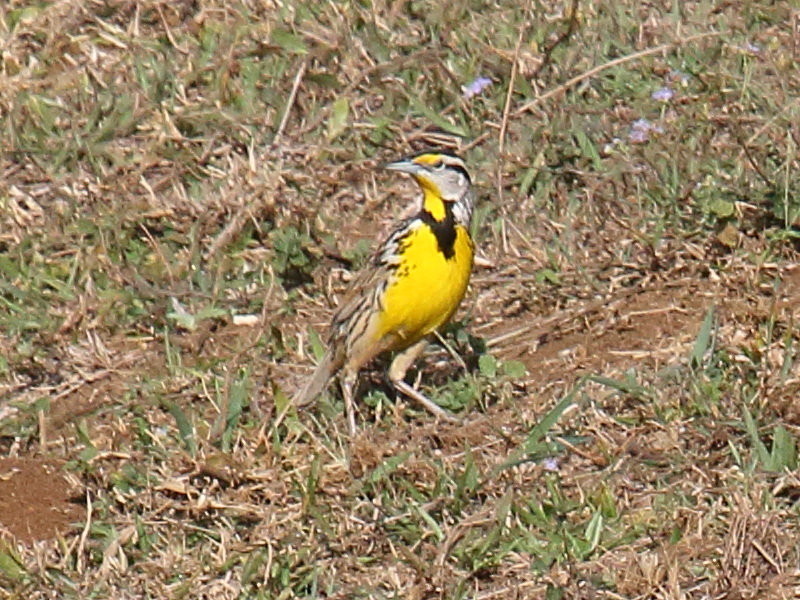 sturnelle_des_pres_-_sturnella_magna1bd