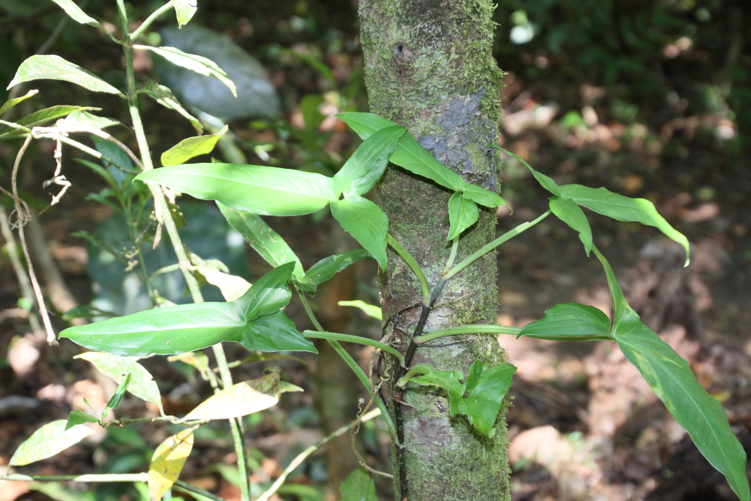 syngonium_podophyllum4md