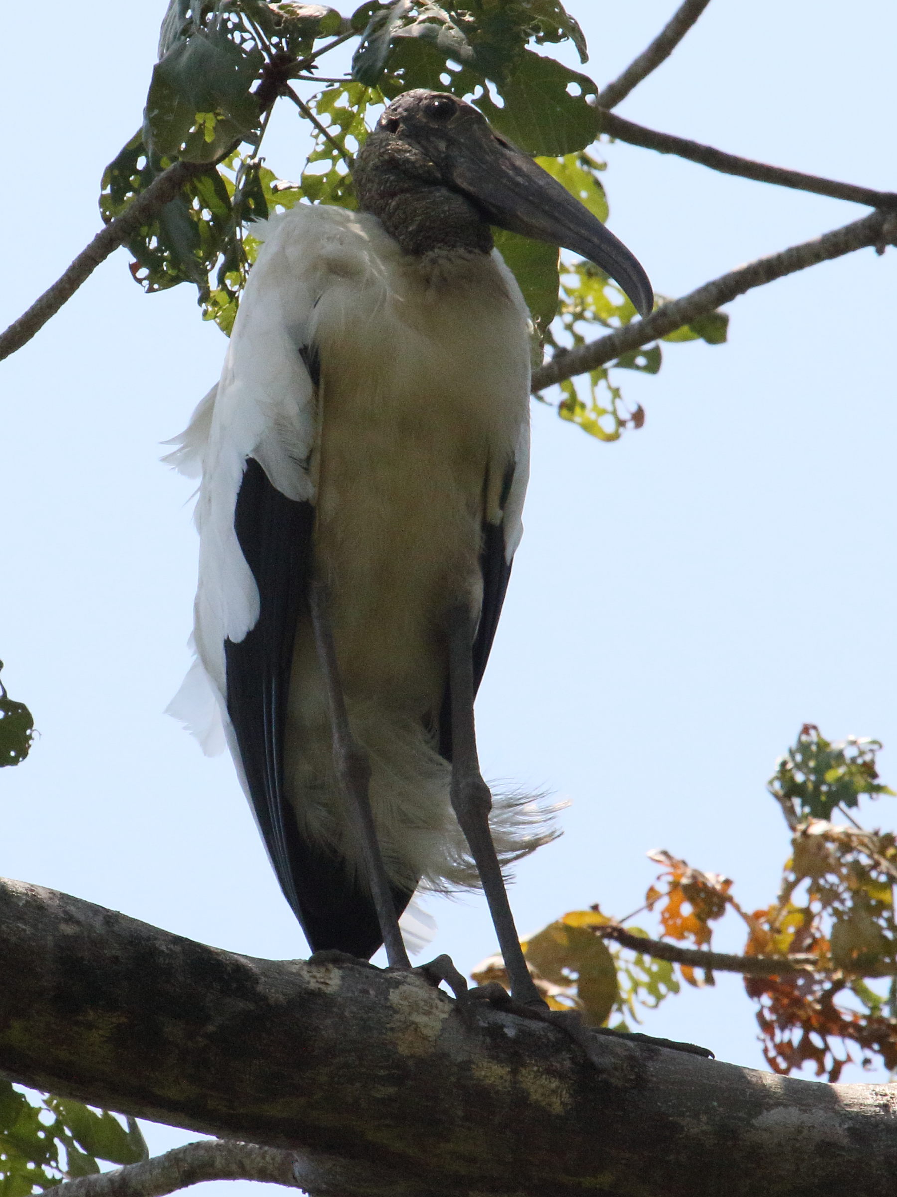 tantale_d-amerique_-_mycteria_americana5bd