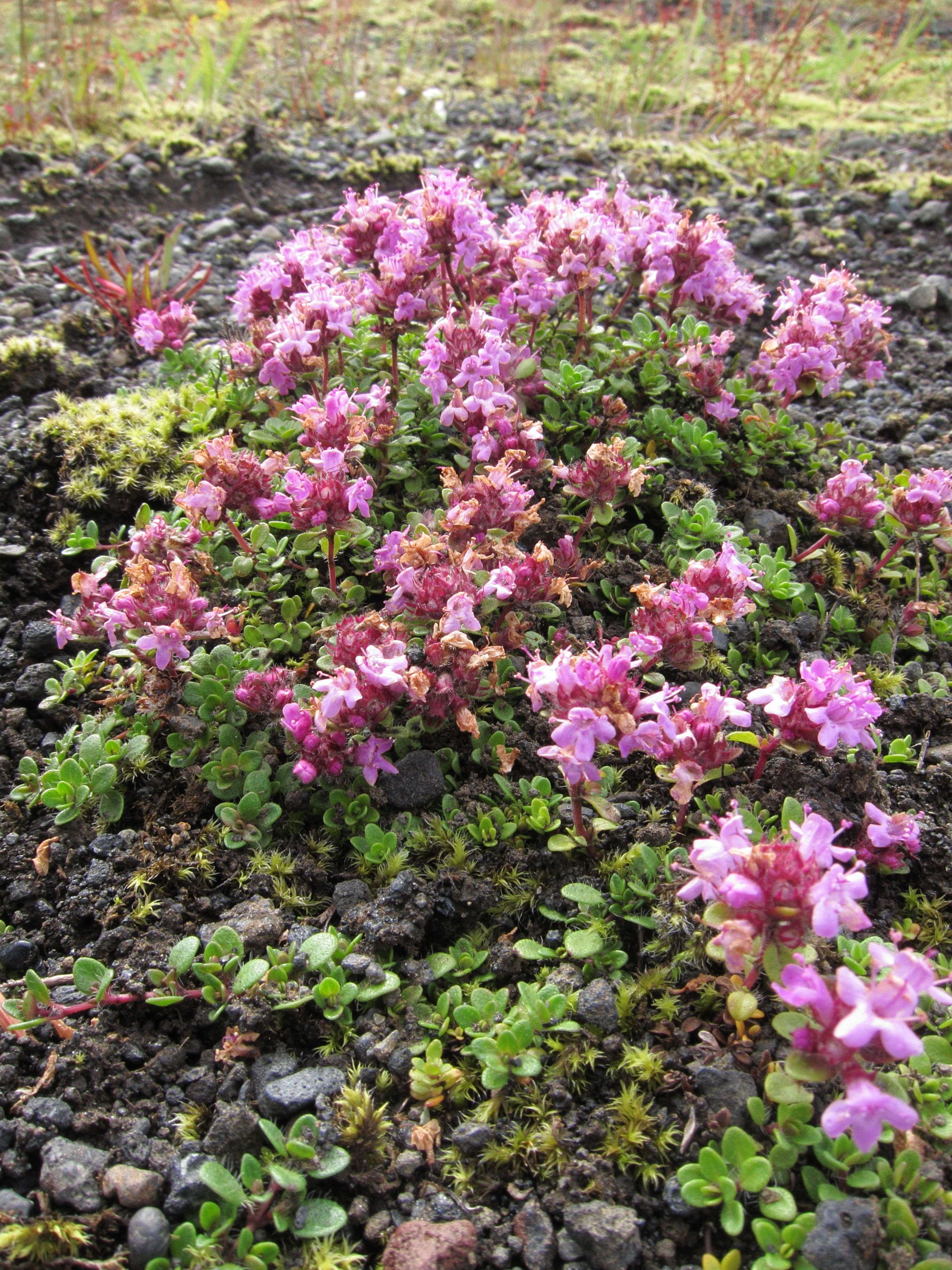 thymus_praecox_arcticus2sd