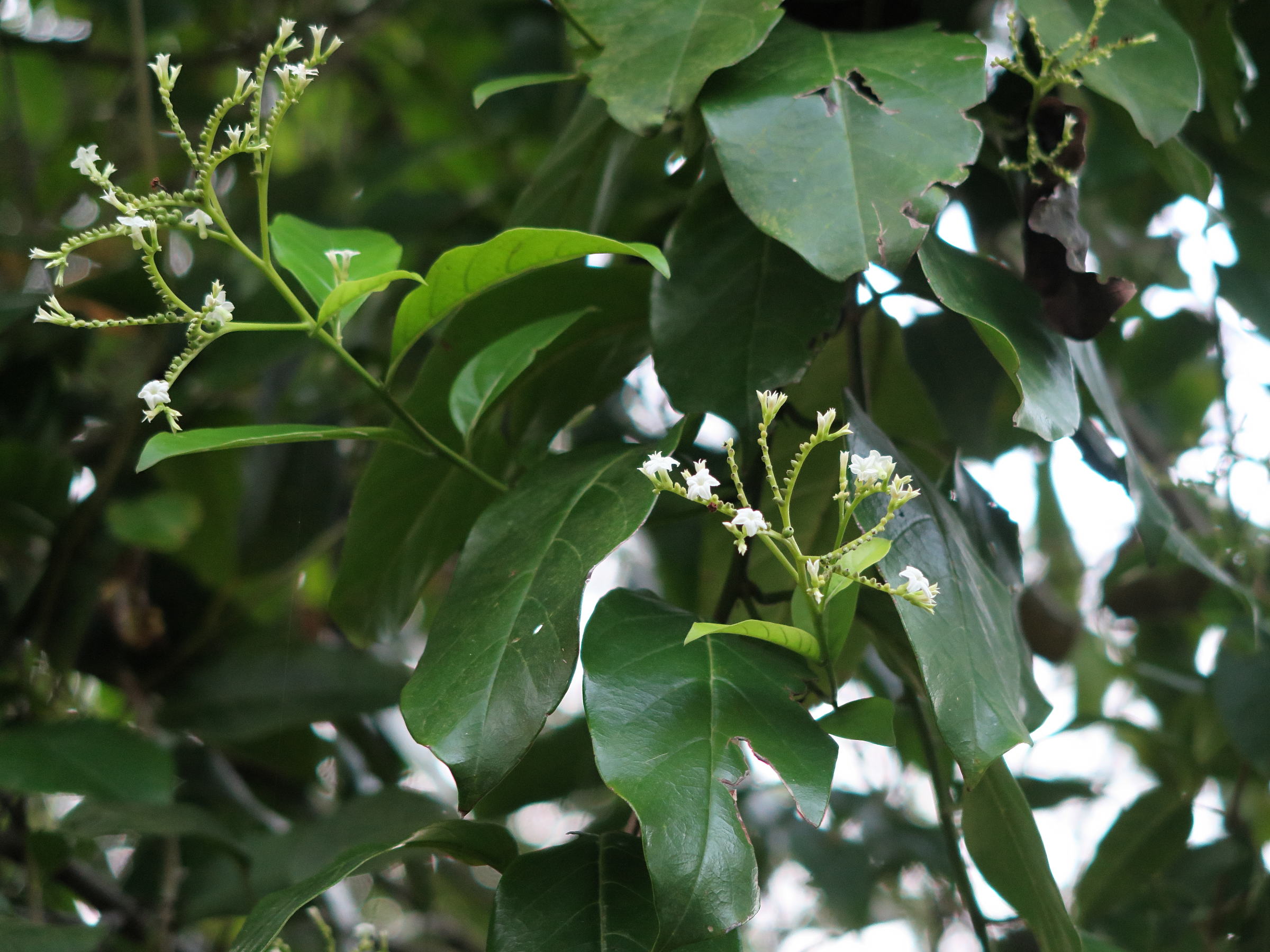 tournefortia_bicolor2md