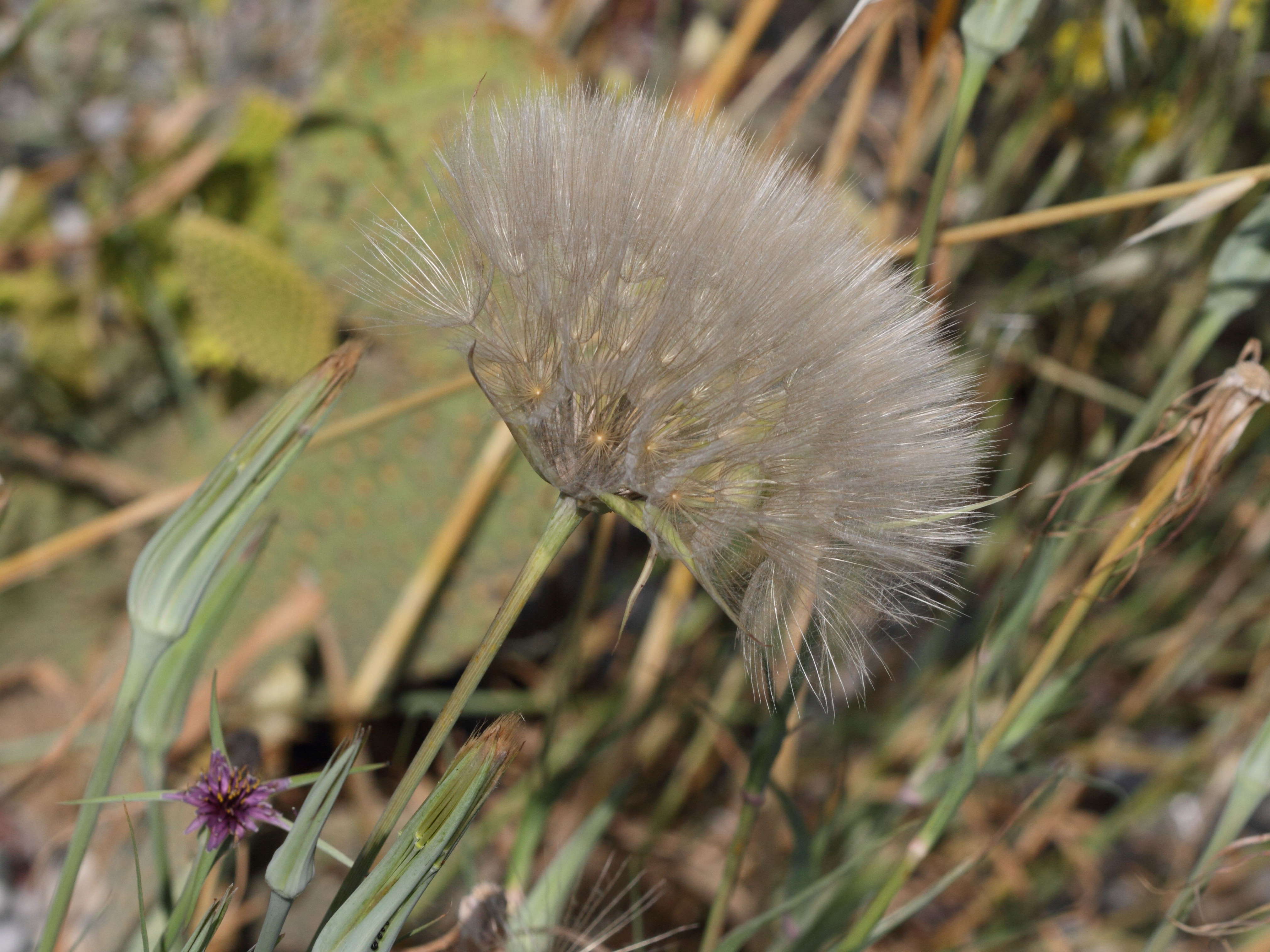 Afficher le média tragopogon_coelesyriacus2bd tragopogon_coelesyriacus2bd