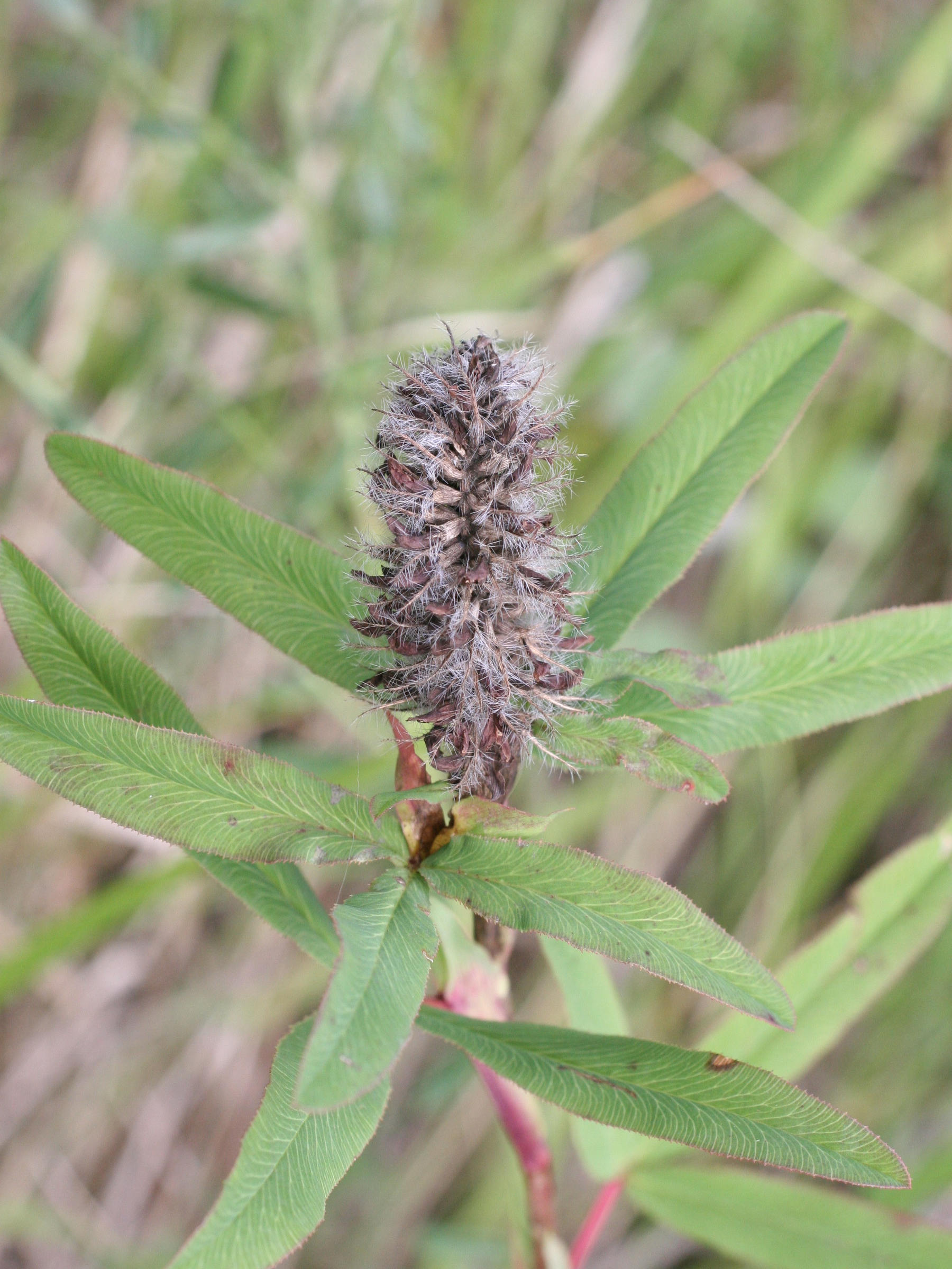 Afficher le média trifolium_rubens2md trifolium_rubens2md