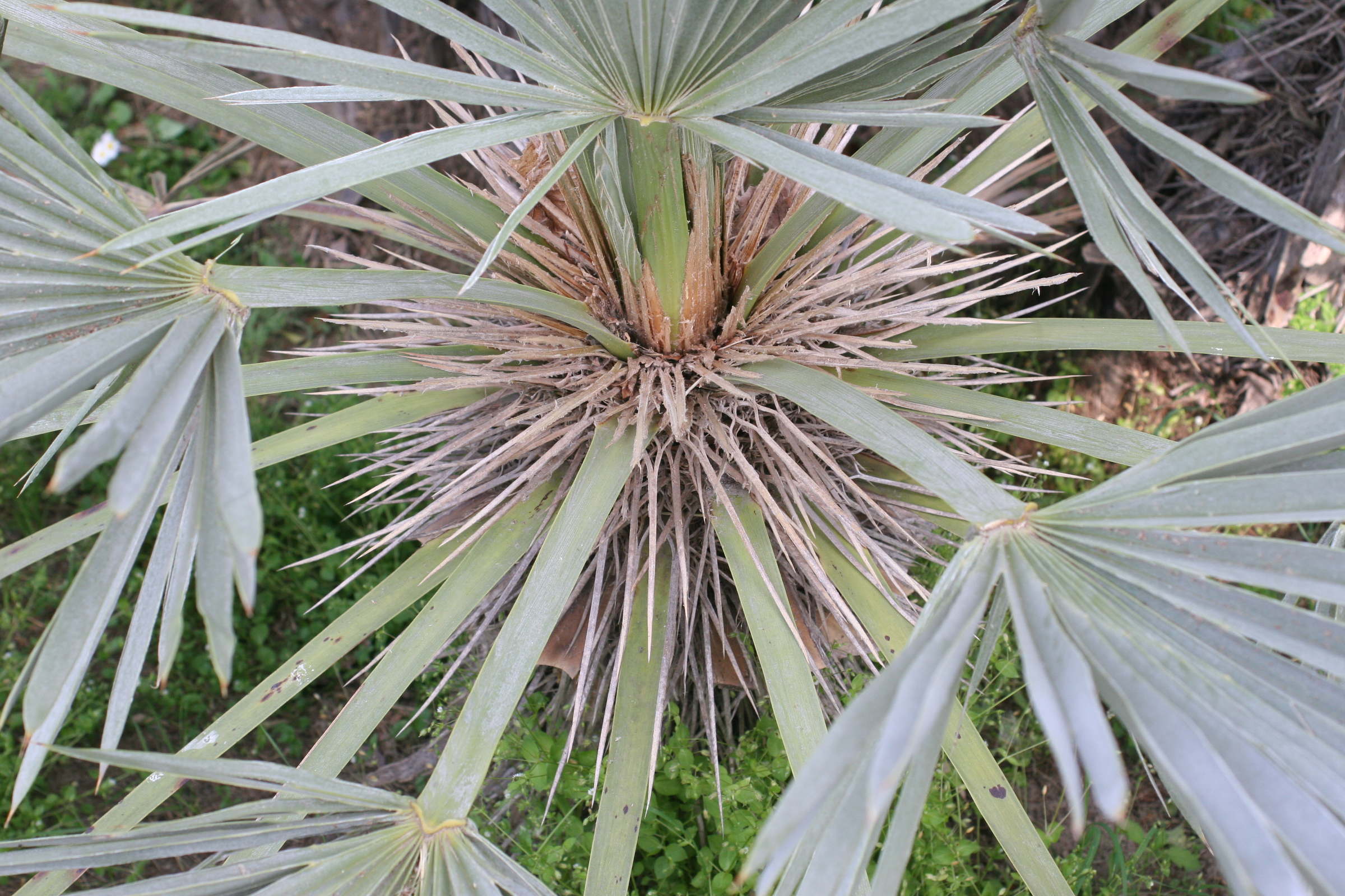 trithrinax_campestris3md