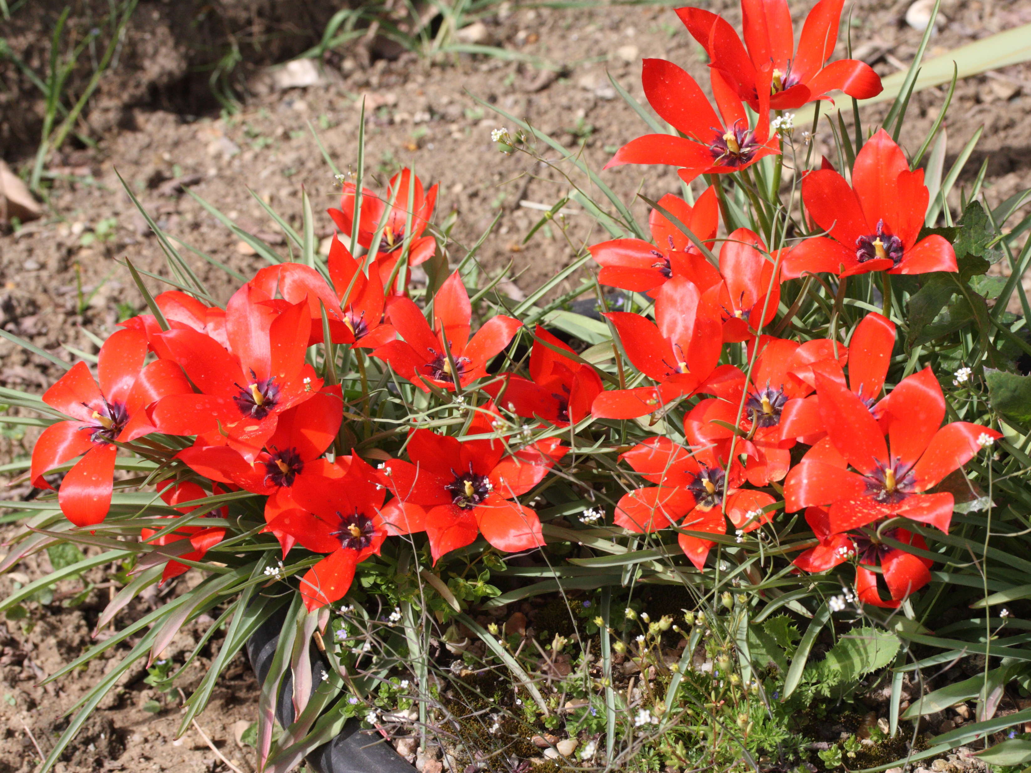 tulipa_linifolia1md