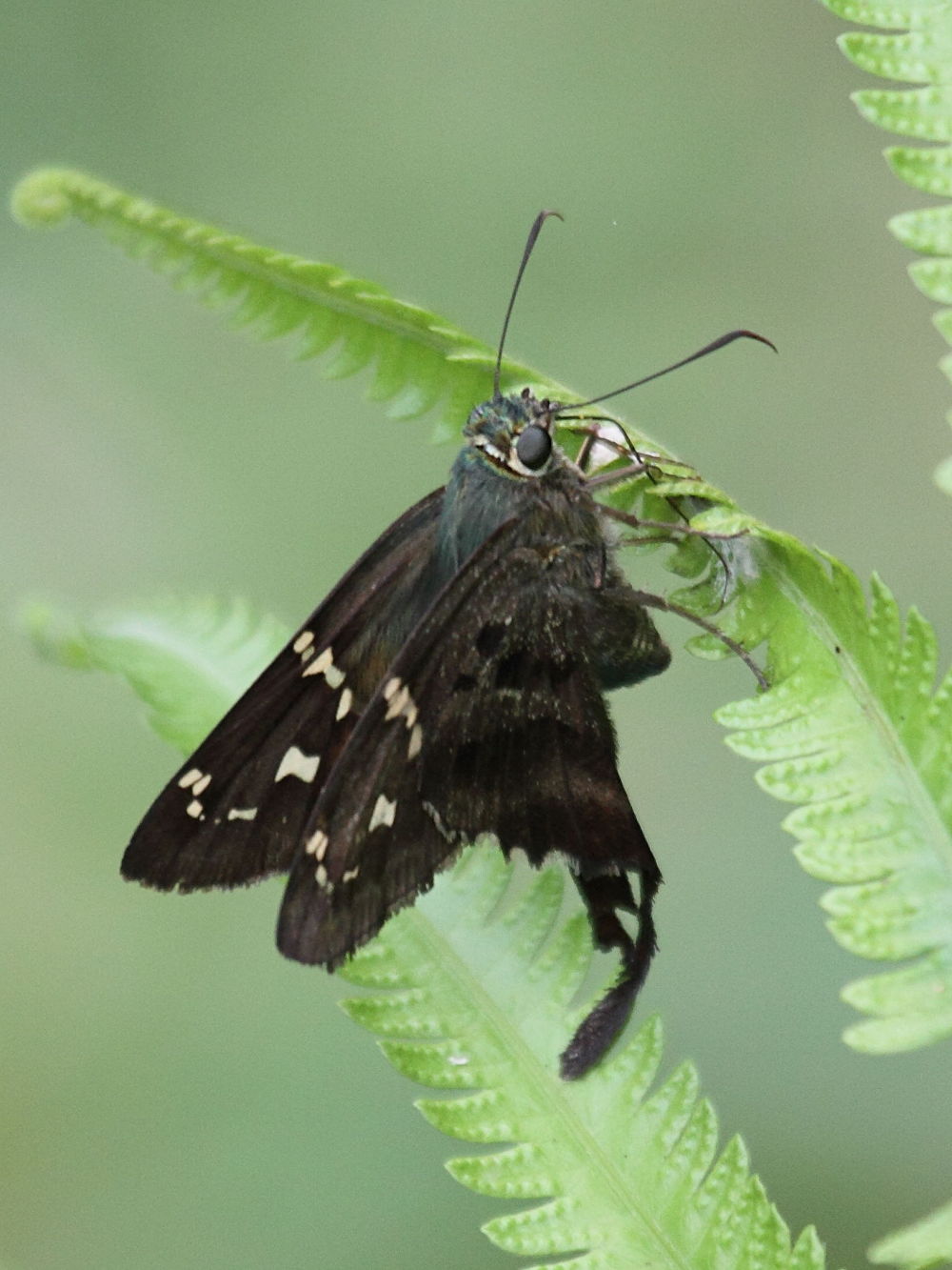 urbanus_proteus_domingo1bd