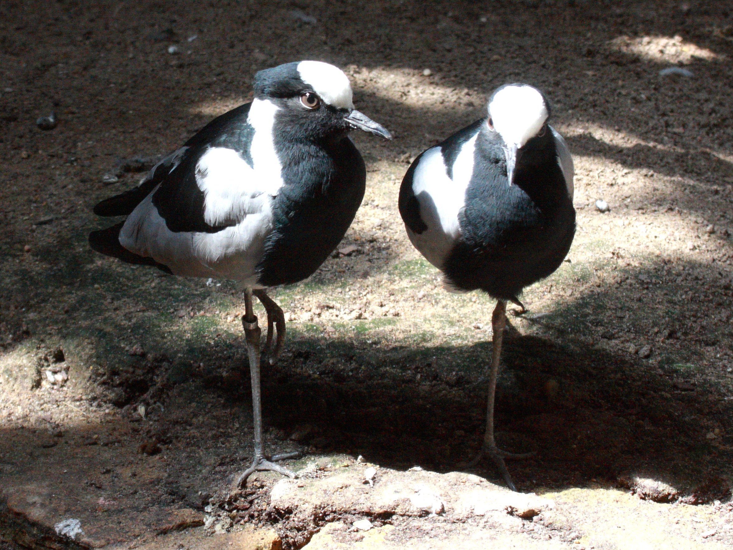 vanneau_arme_-_vanellus_armatus3bd