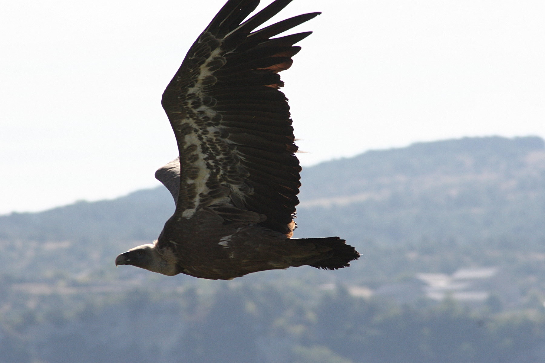 vautour_fauve_-_gyps_fulvus3md