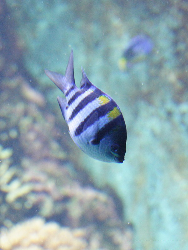 abudefduf_vaigiensis1md