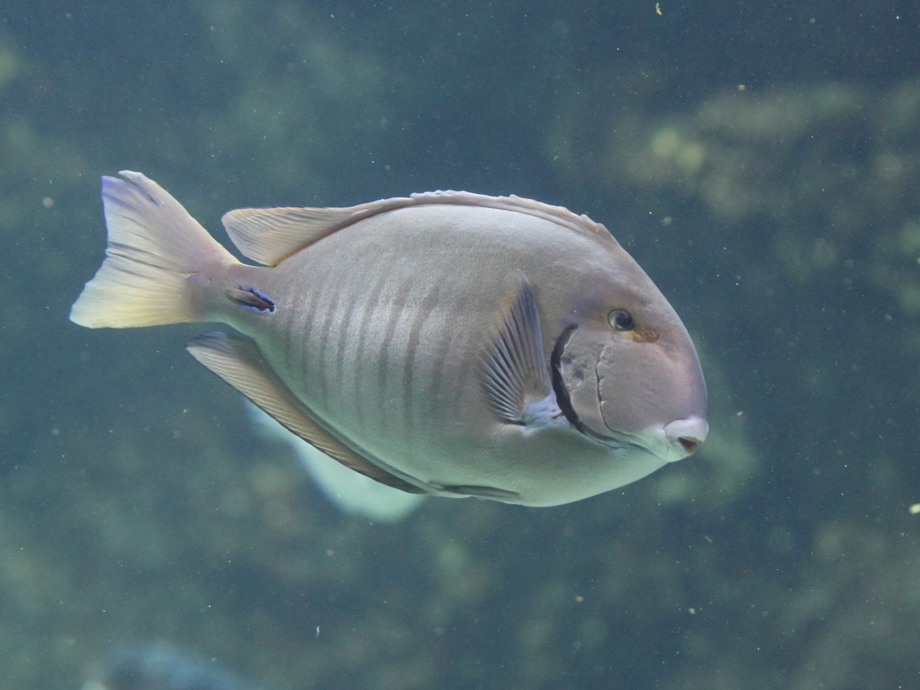 Afficher le média acanthurus_chirurgus3bd acanthurus_chirurgus3bd