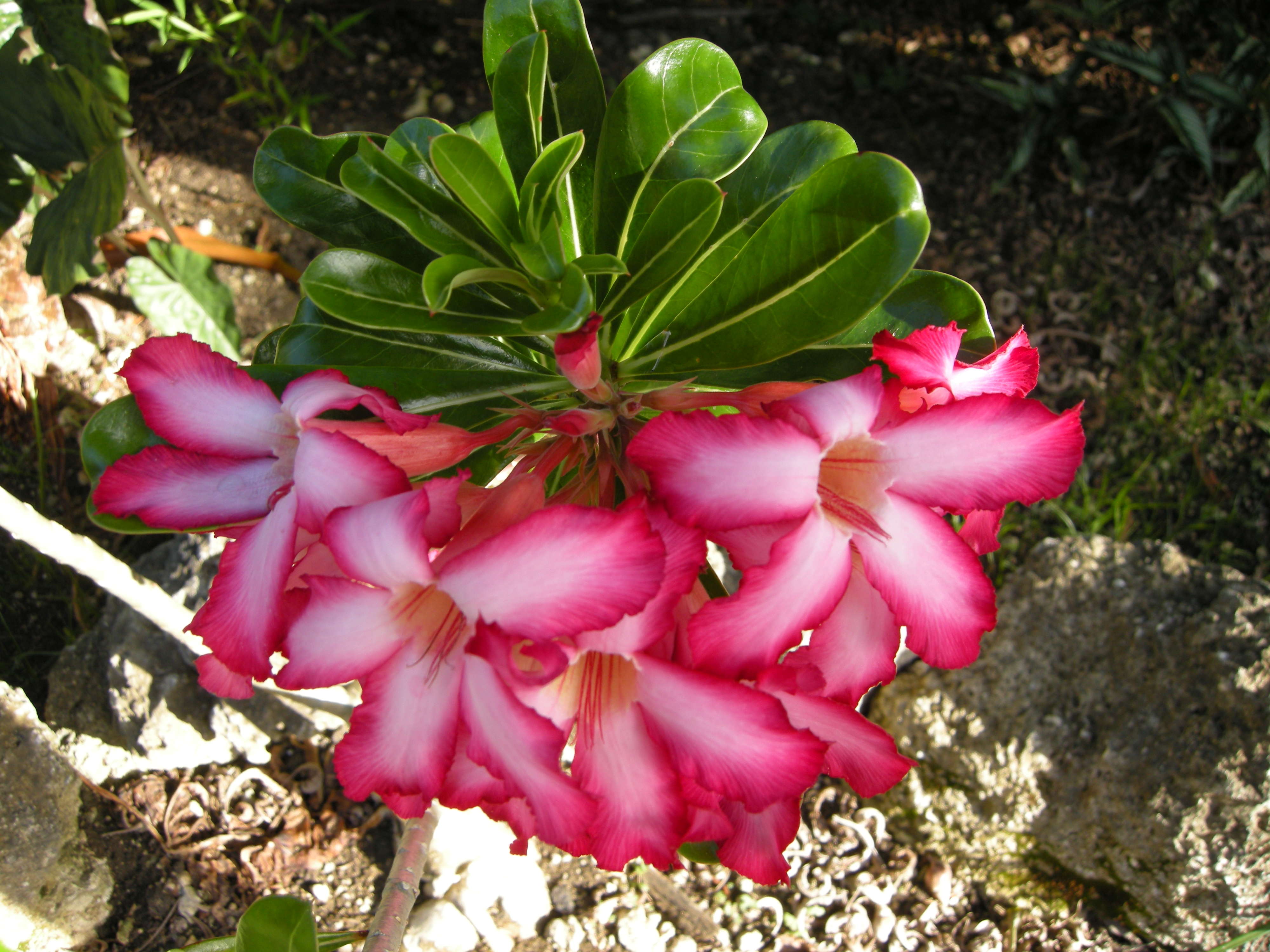 Afficher le média adenium_obesum3md adenium_obesum3md