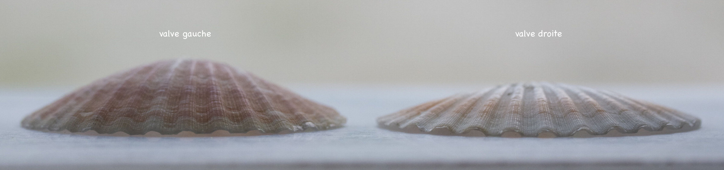 aequipecten_opercularis4md