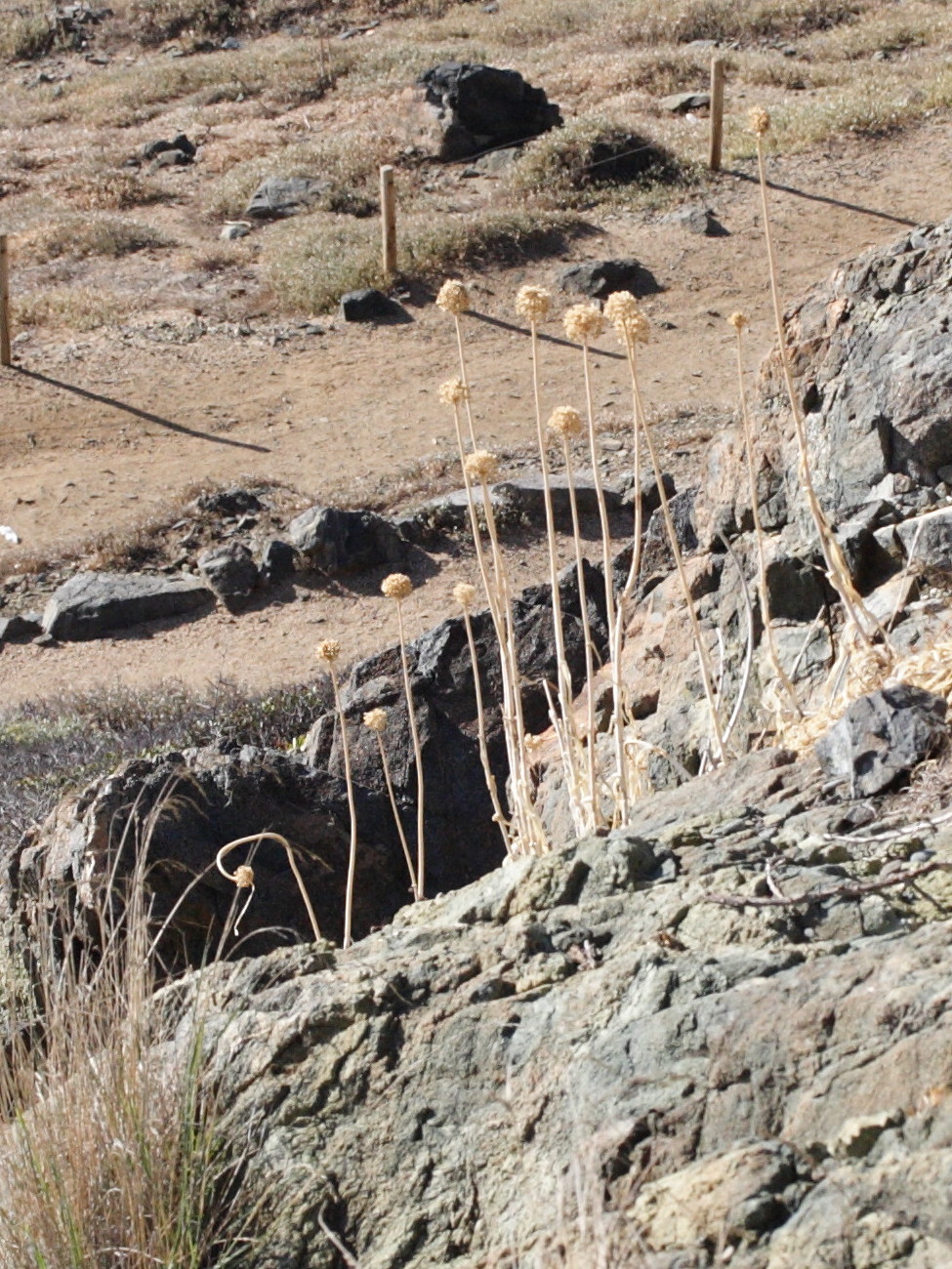 allium_commutatum2md