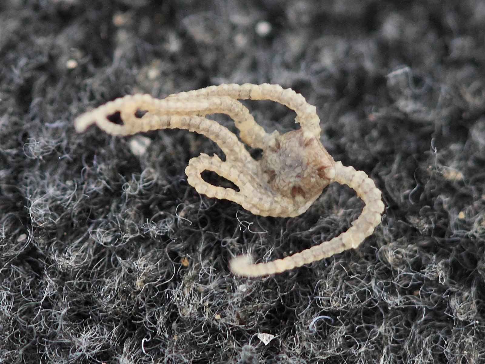 Afficher le média amphipholis_squamata2bd amphipholis_squamata2bd