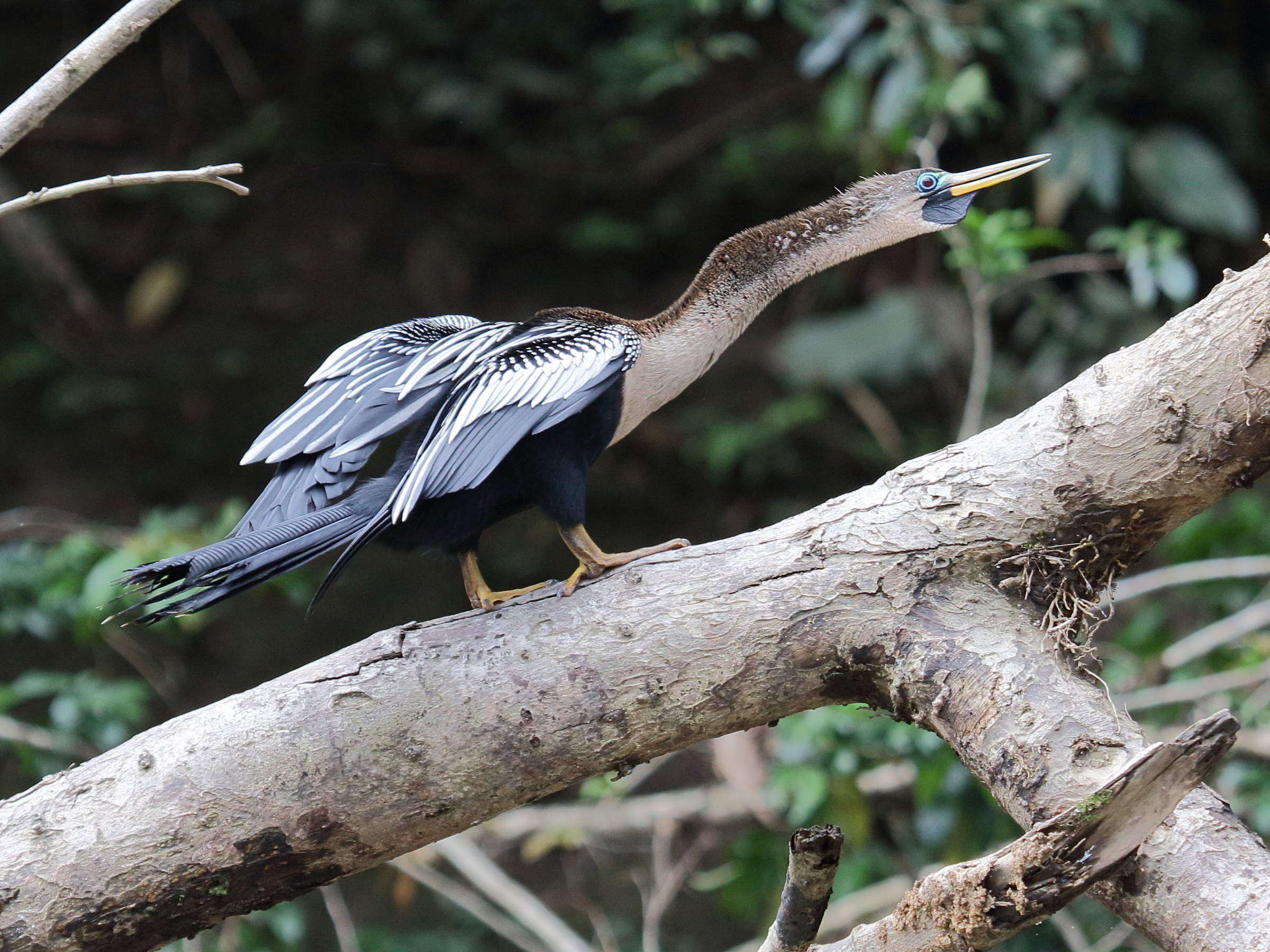 anhinga_d-amerique_-_anhinga_anhinga1bd