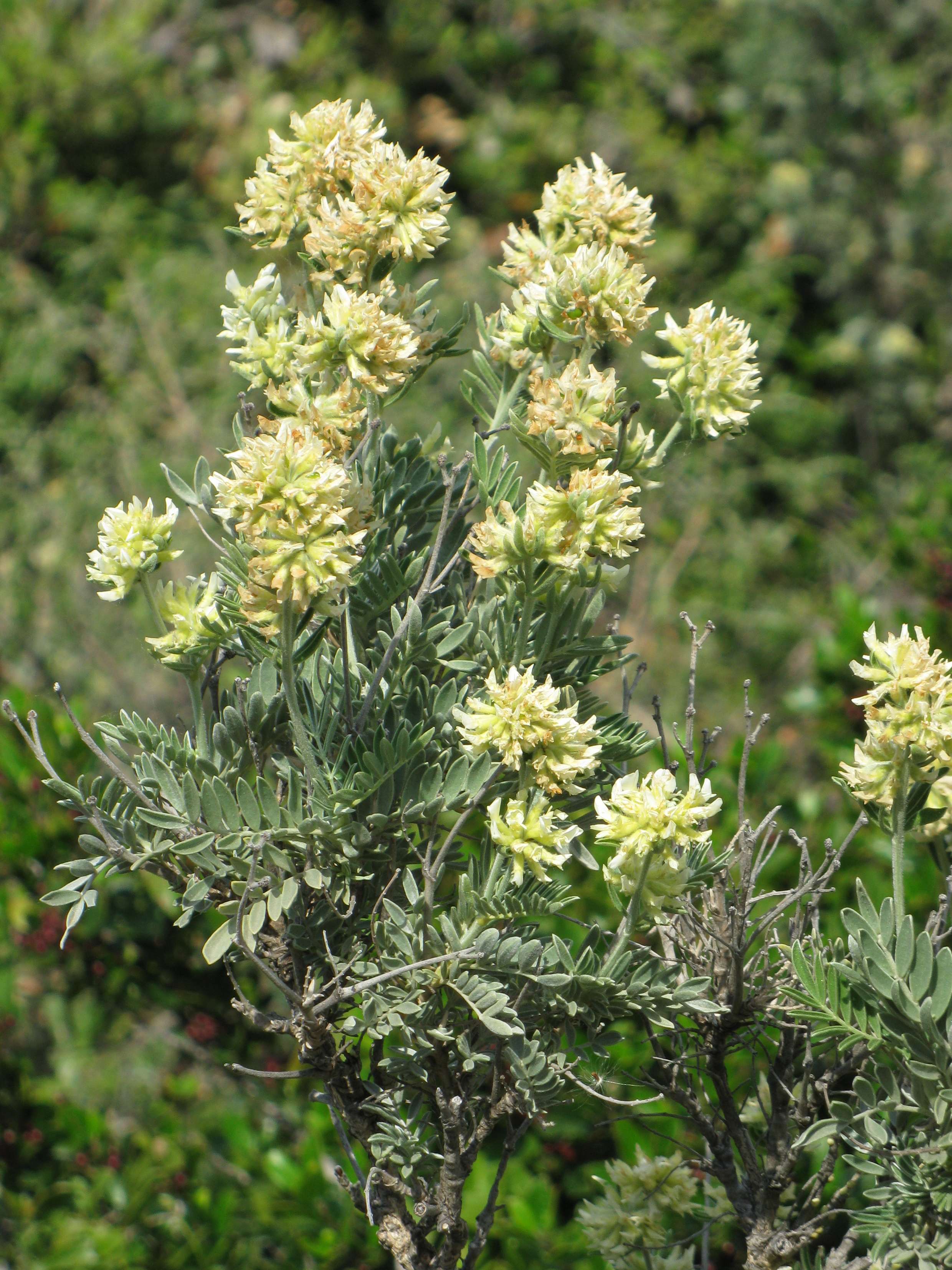 Afficher le média anthyllis_barba-jovis4mv anthyllis_barba-jovis4mv